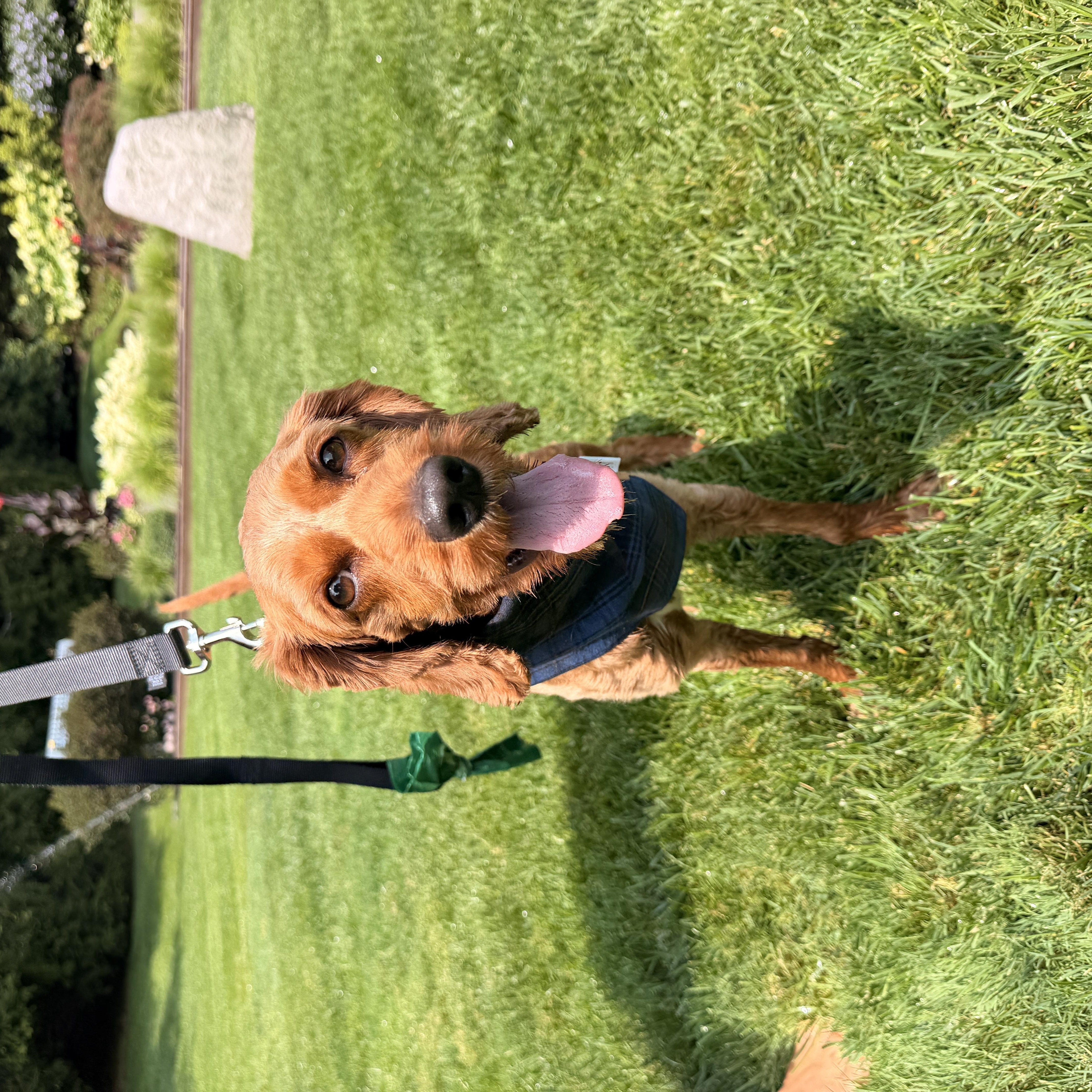 Enlarge Calvin, an adoptable Cockapoo in Thornwood, NY image 3/5