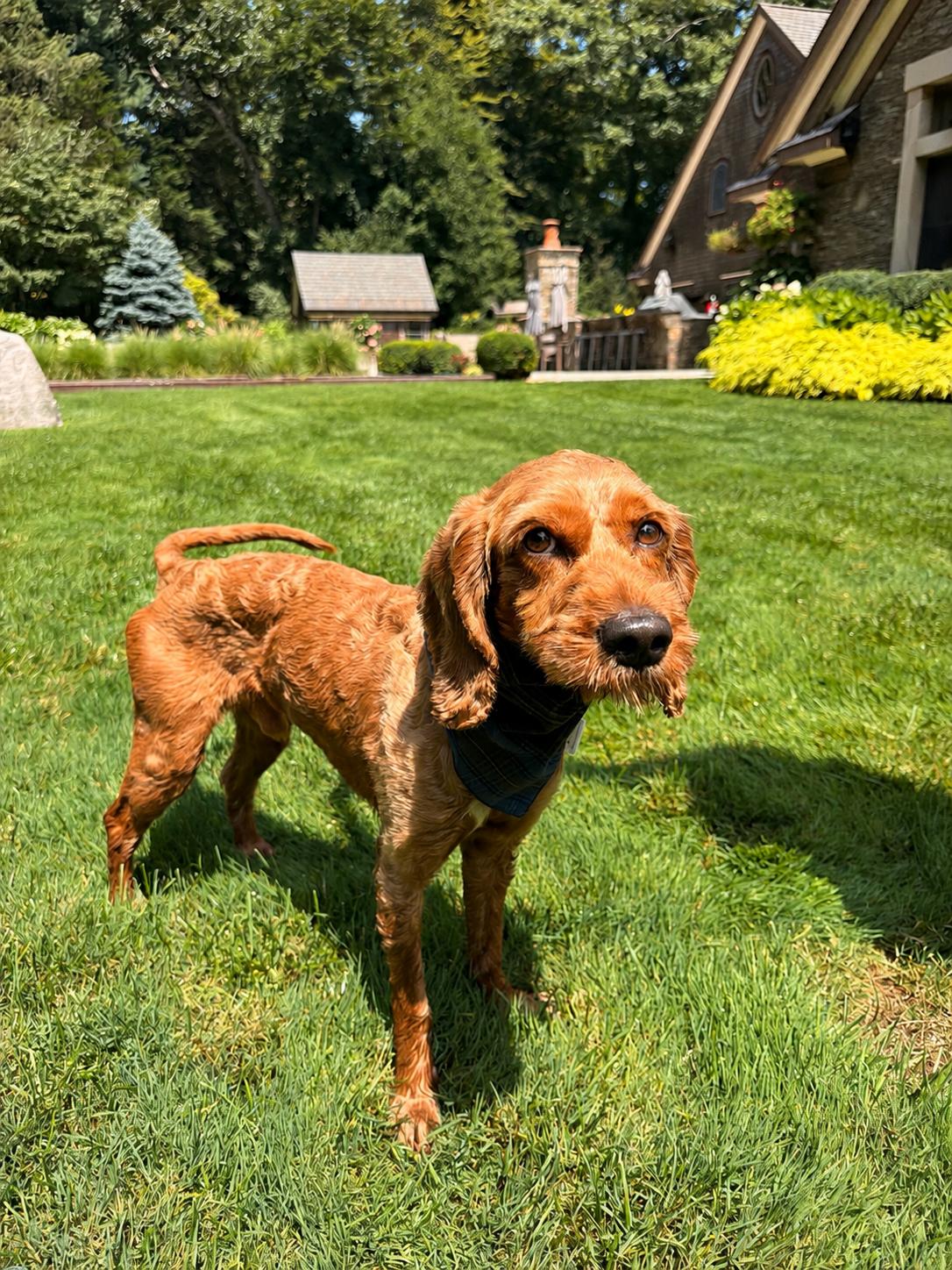 Calvin, adoptable, Adult Male Cockapoo.