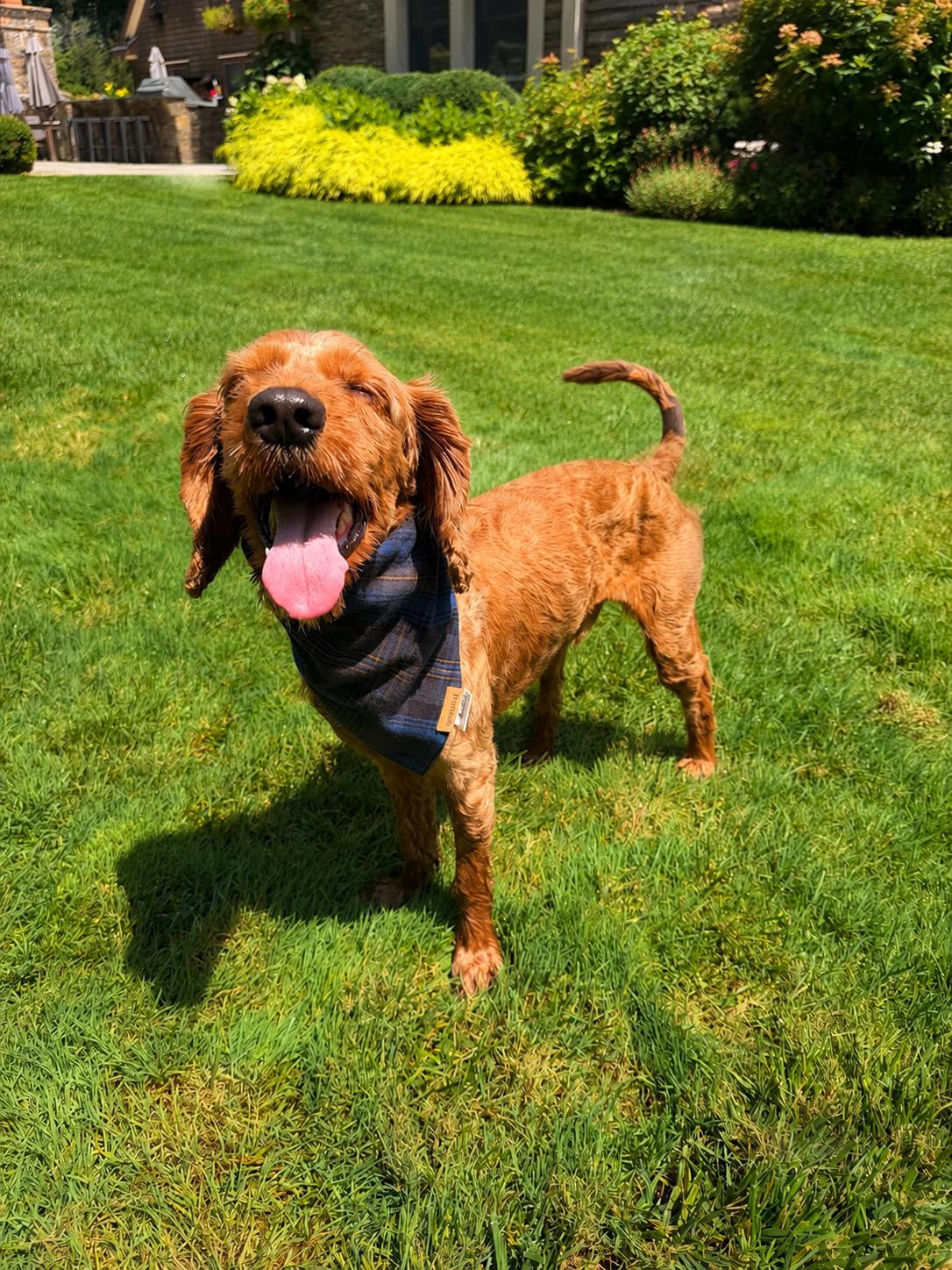 Enlarge Calvin, an adoptable Cockapoo in Thornwood, NY image 5/5
