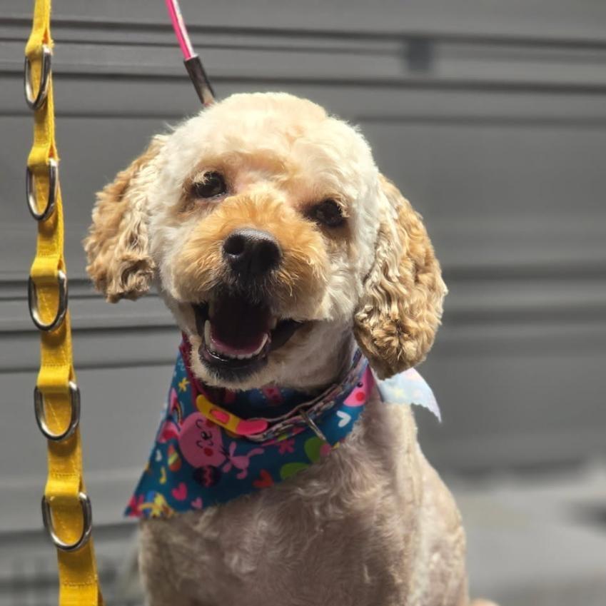 Enlarge Sawyer, a Adoptable Poodle in Martinsburg, WV image 1/1