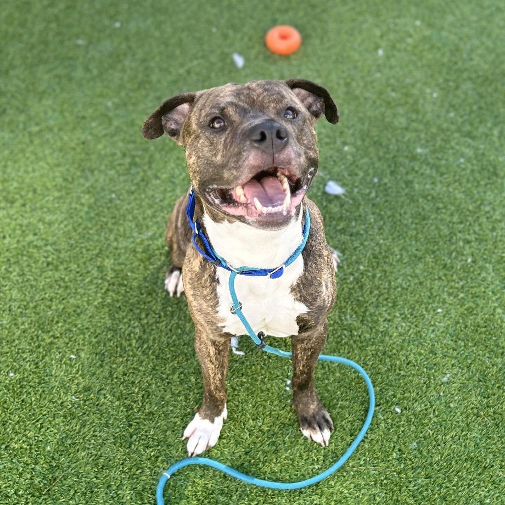 Tyson, Adoptable, Adult Male Pit Bull Terrier.