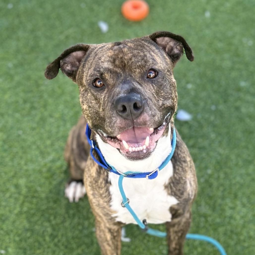 Enlarge Tyson, a Adoptable Pit Bull Terrier in Bedford, NH image 2/3
