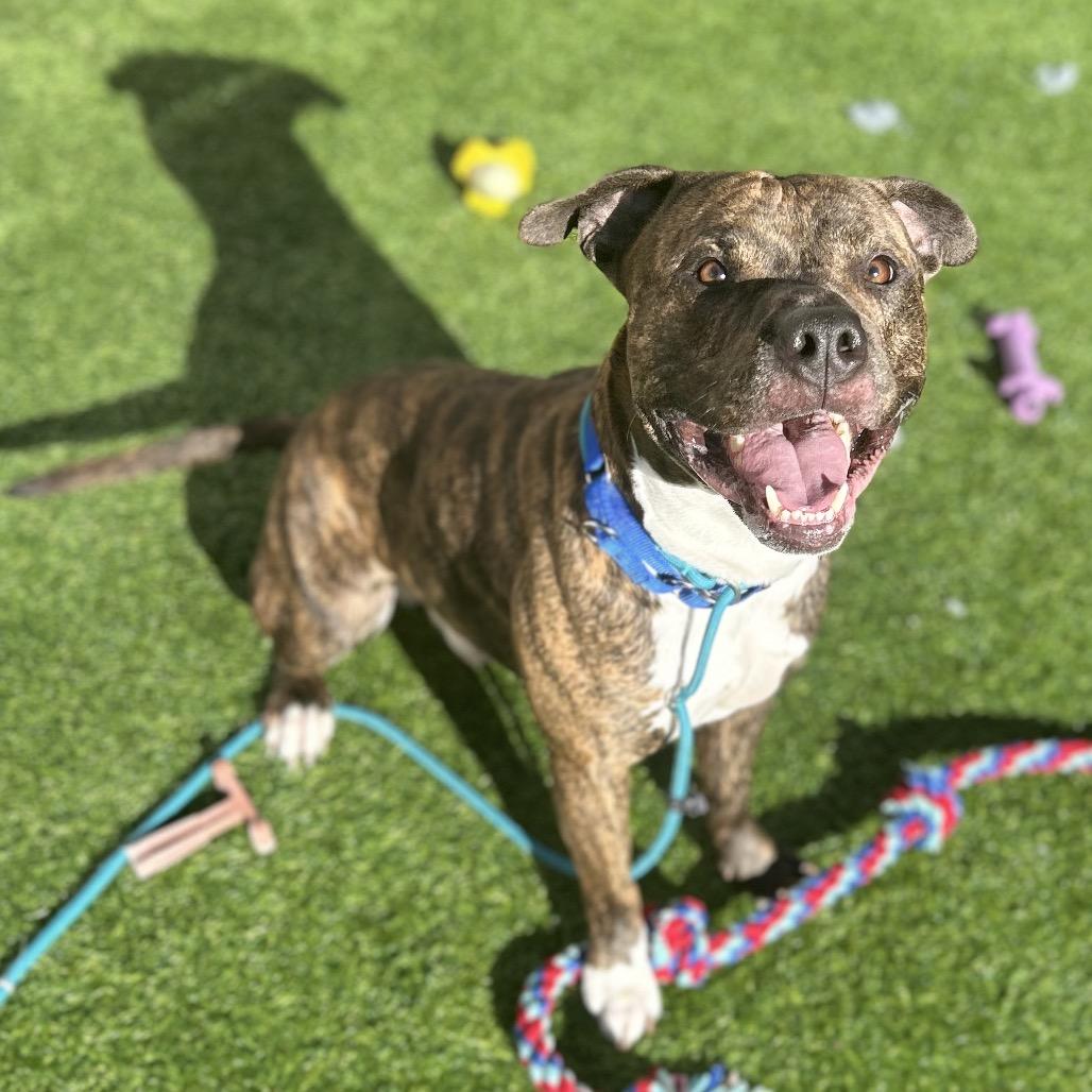Enlarge Tyson, a Adoptable Pit Bull Terrier in Bedford, NH image 3/3