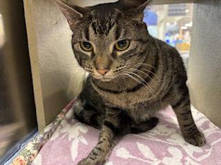Belle, Adopted, Young Female Tabby & Domestic Short Hair.