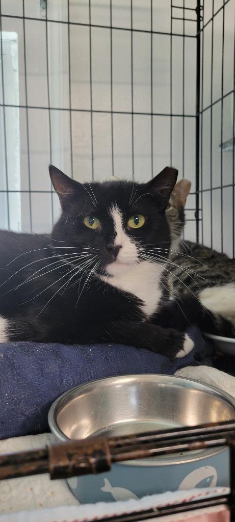 Dixie Kent, a Adoptable mixed breed in Windsor, CT image 1/2