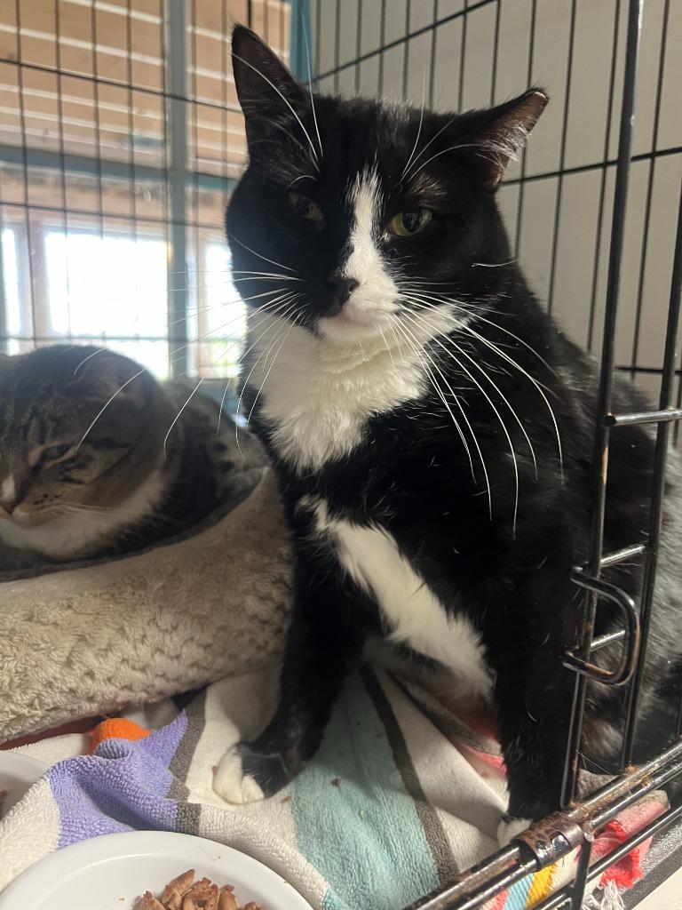 Dixie Kent, a Adoptable mixed breed in Windsor, CT image 2/2