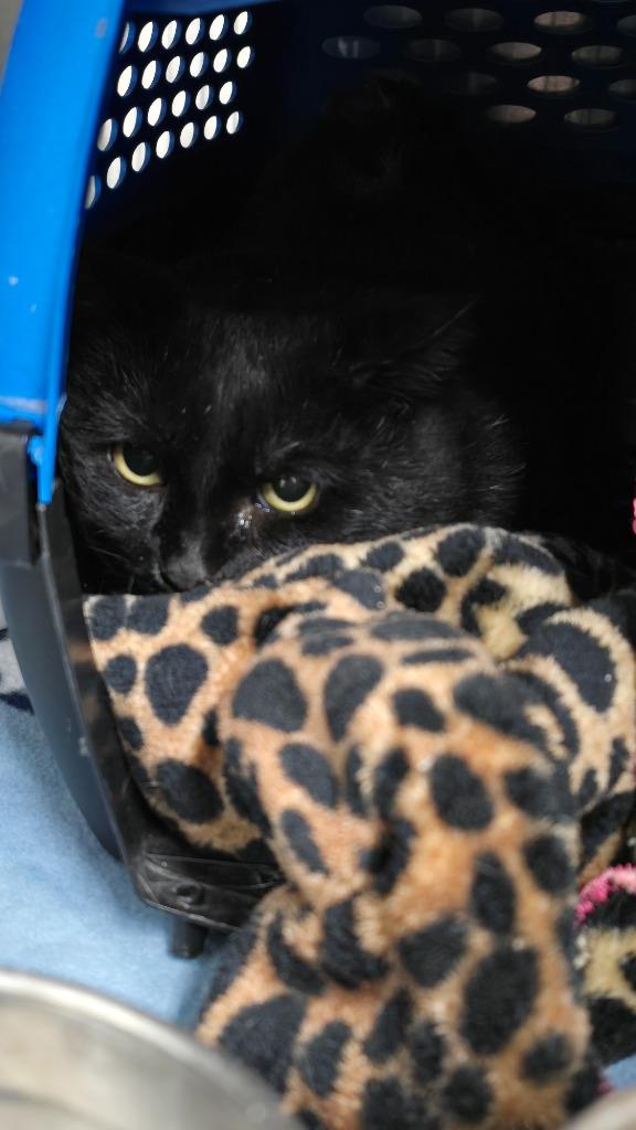 Enlarge Streetcar, a Adopted mixed breed in Virginia, MN image 1/1