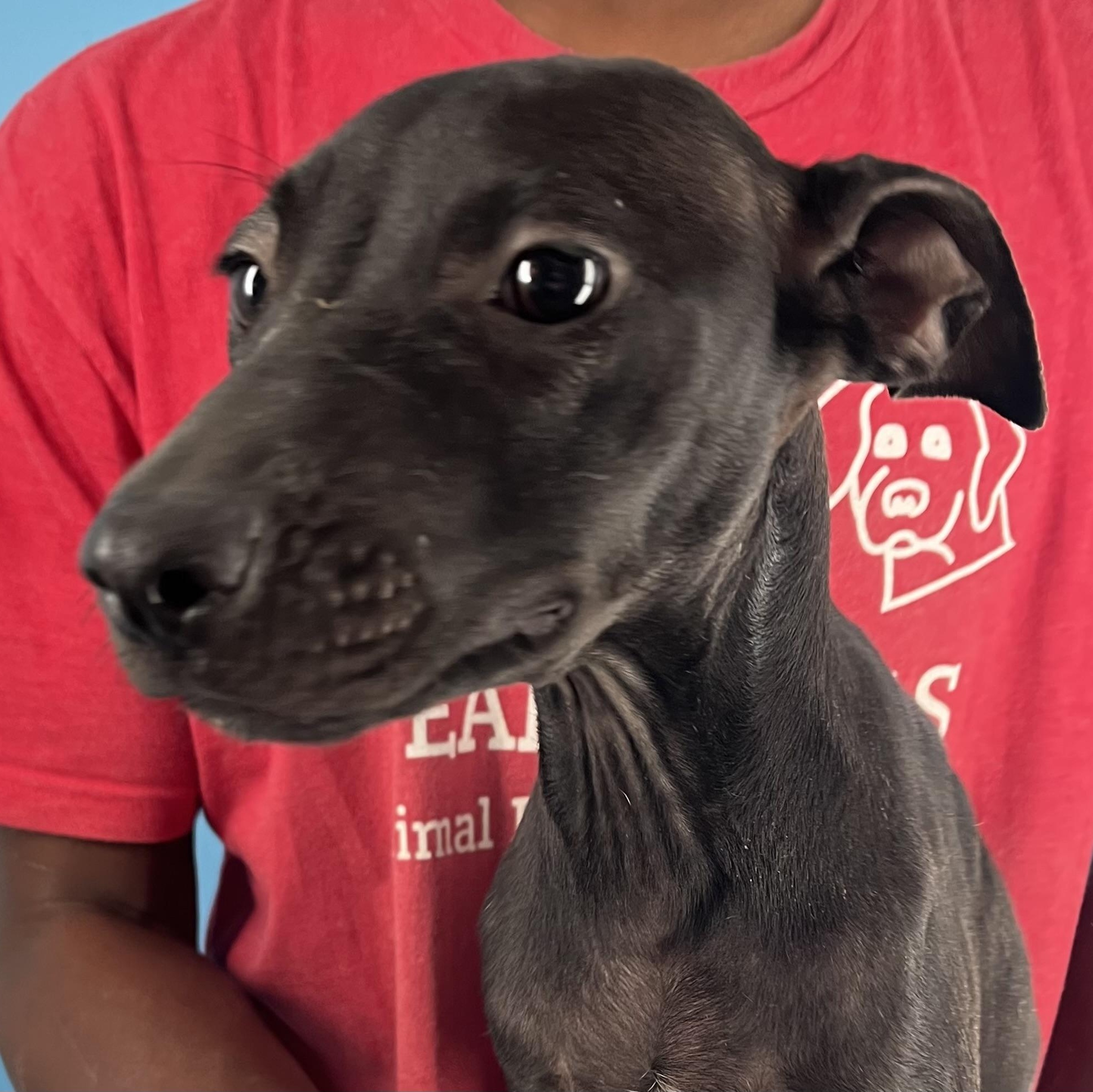 Lola - Local Jan 9-11, adoptable, Puppy Female Black Labrador Retriever.