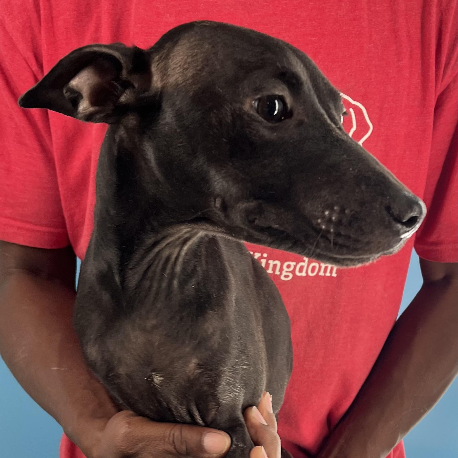 Enlarge Lola - Local Jan 9-11, an adoptable mixed breed in North Smithfield, RI image 2/5