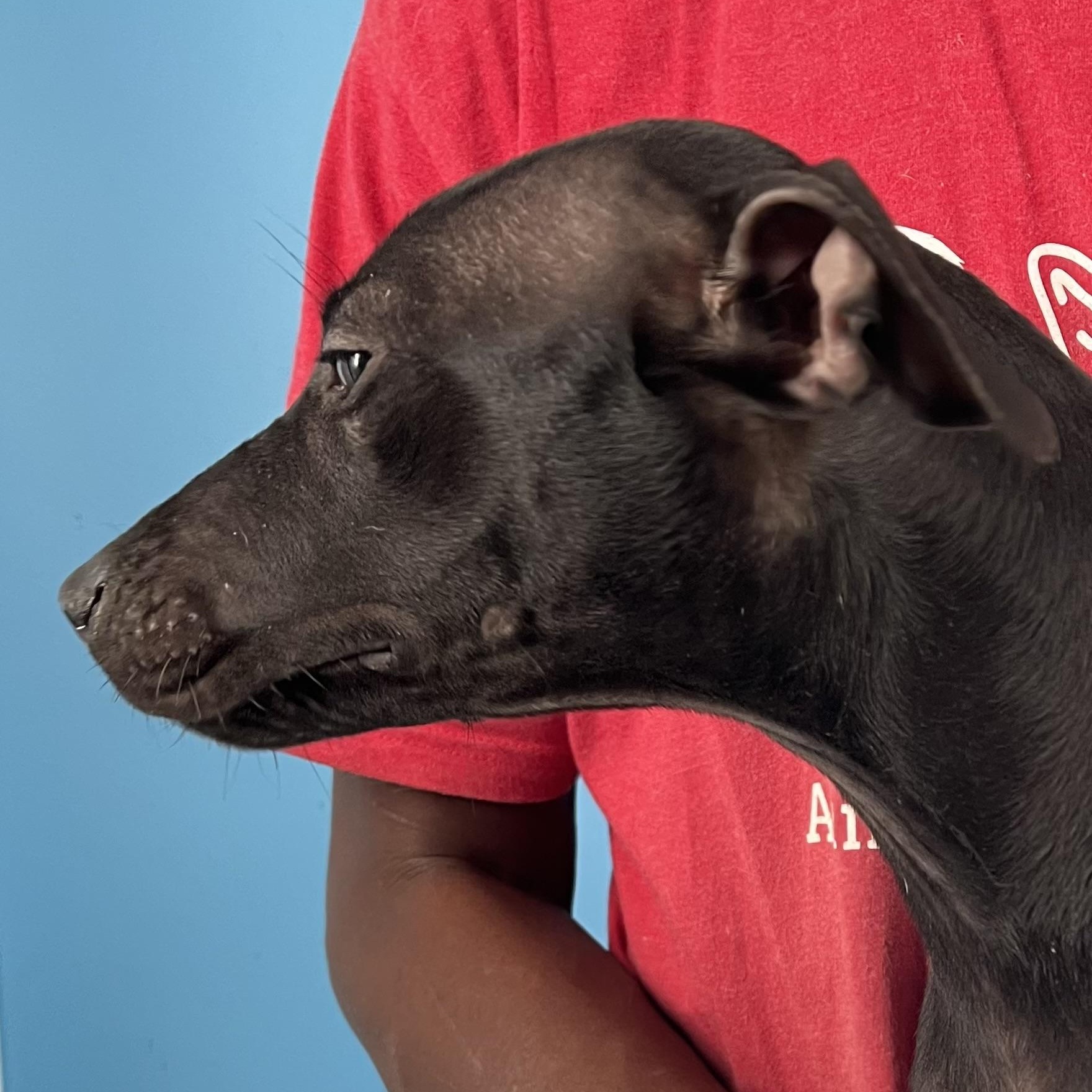 Enlarge Lola - Local Jan 9-11, an adoptable mixed breed in North Smithfield, RI image 3/5