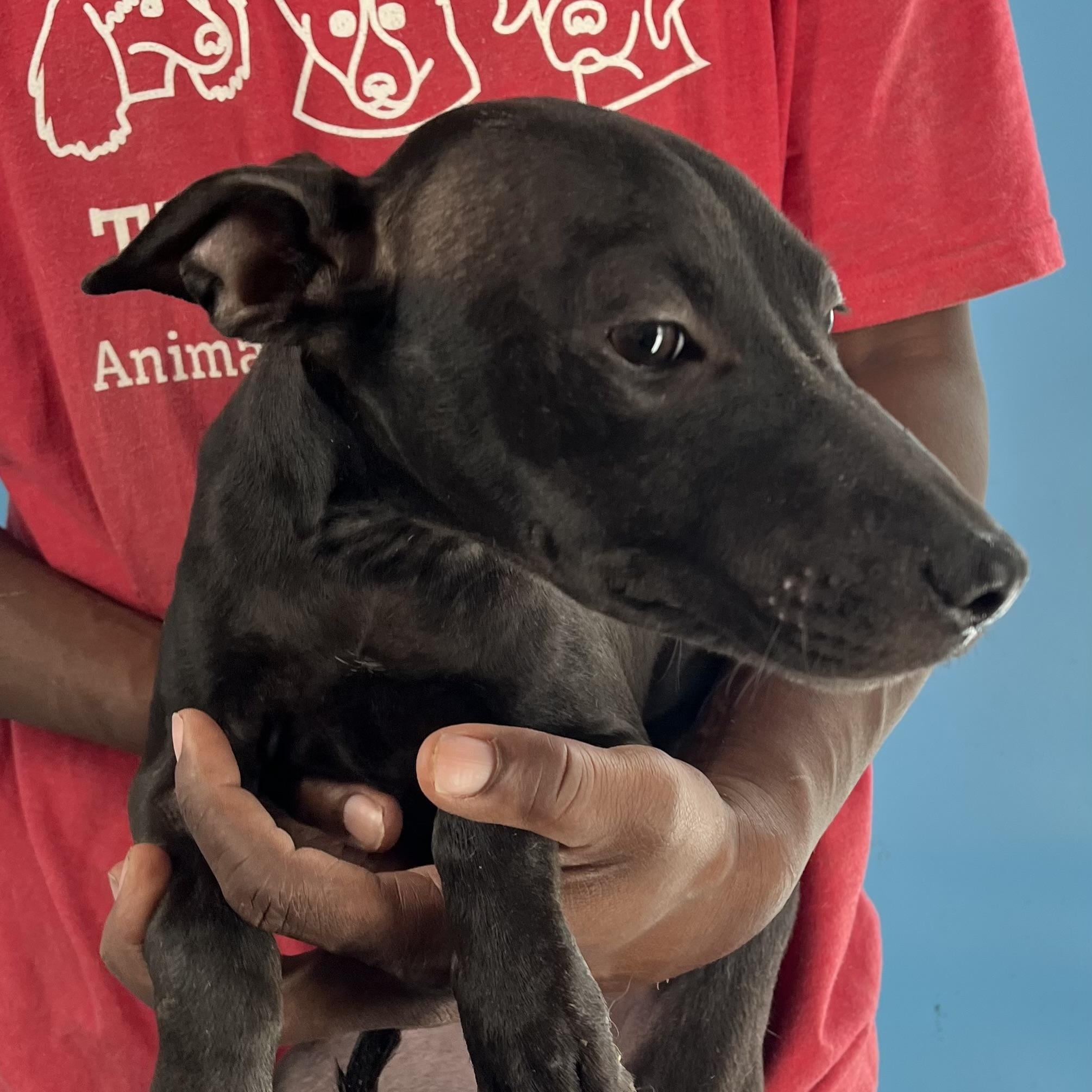 Enlarge Lola - Local Jan 9-11, an adoptable mixed breed in North Smithfield, RI image 4/5