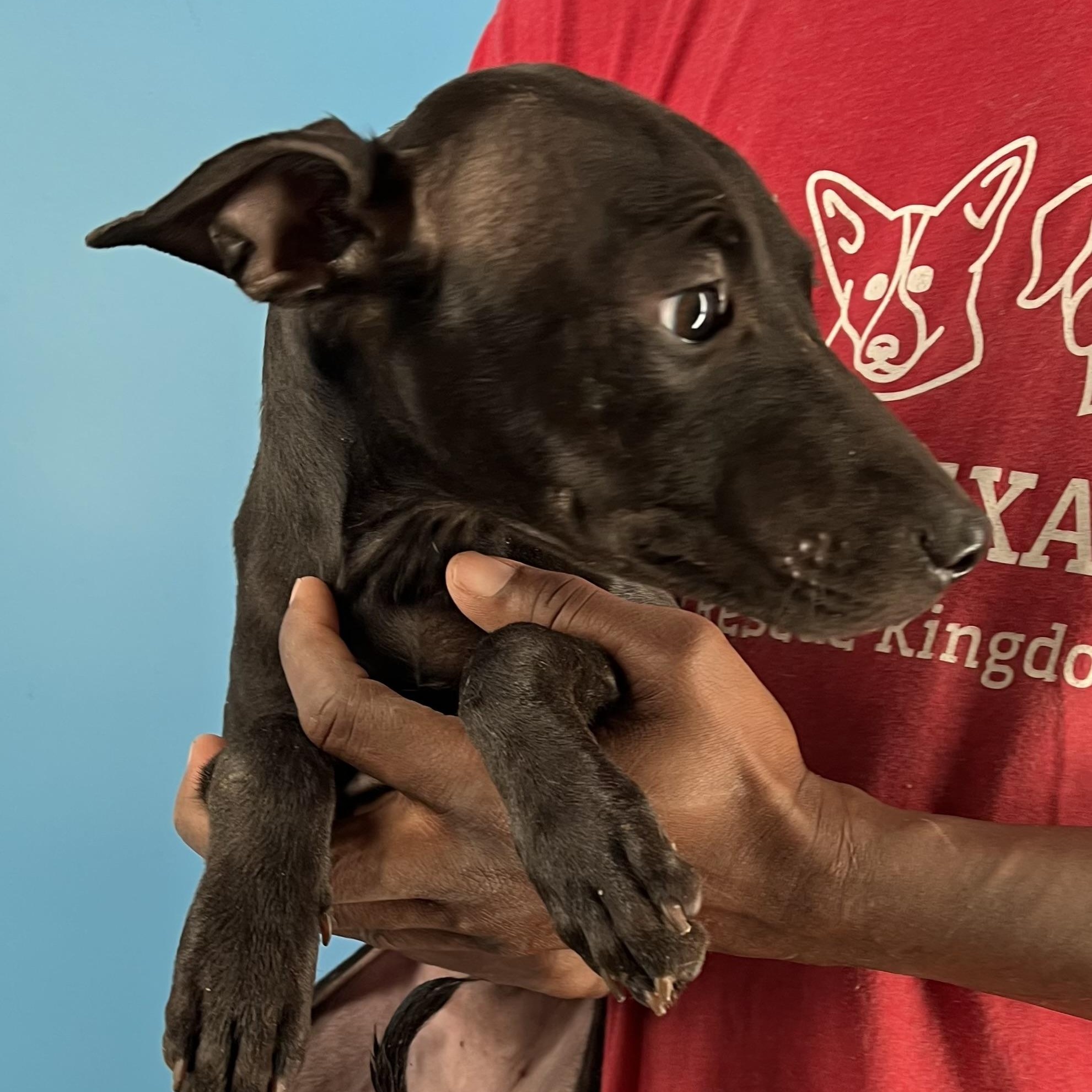 Enlarge Lola - Local Jan 9-11, an adoptable mixed breed in North Smithfield, RI image 5/5