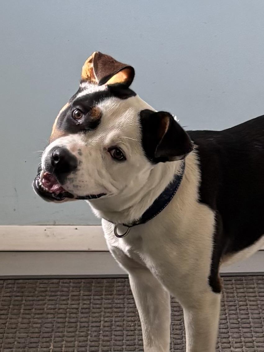 Enlarge Tim Tam, a ADOPTABLE Mixed Breed in Big Rapids, MI image 1/3
