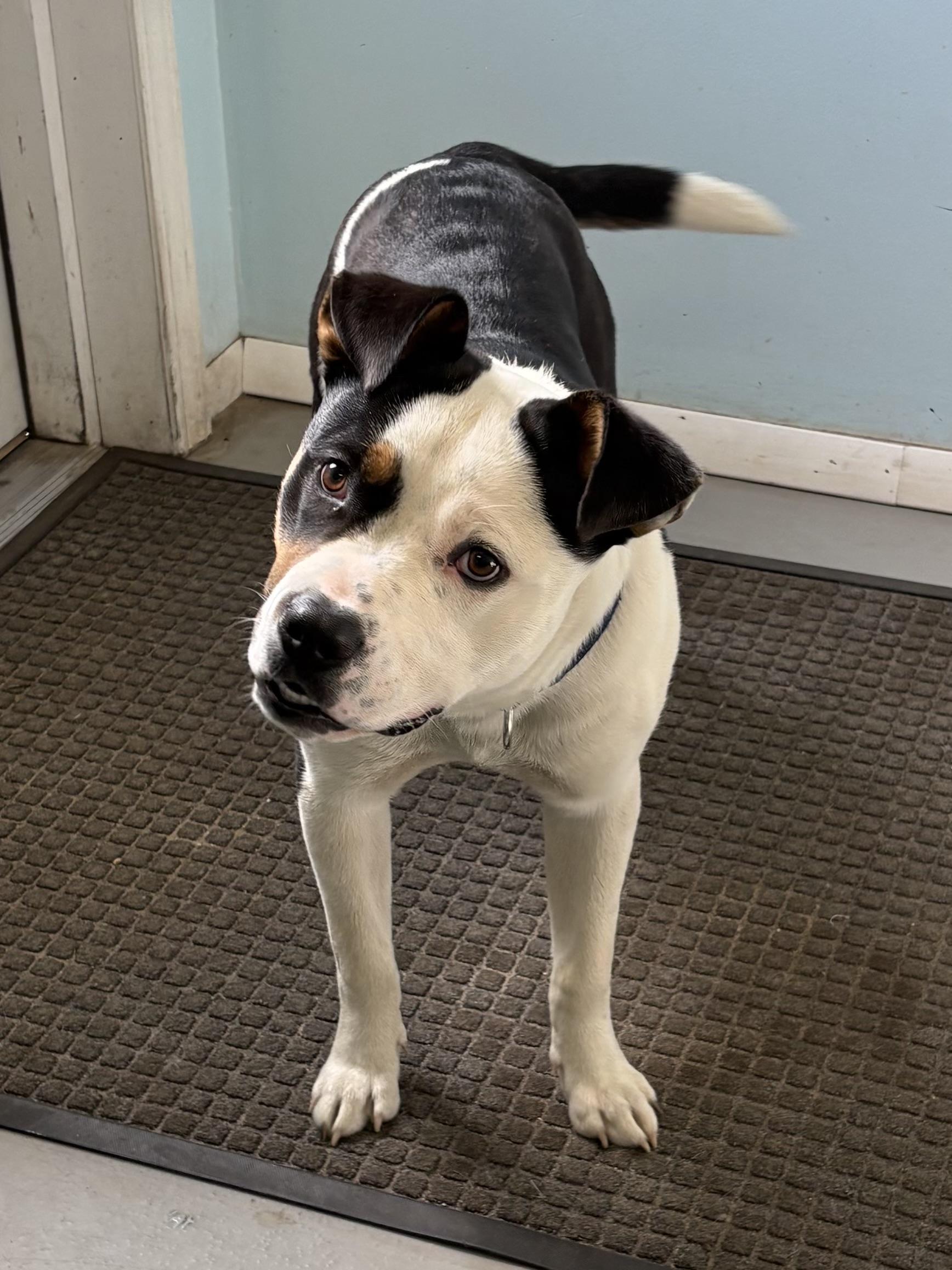 Enlarge Tim Tam, a ADOPTABLE Mixed Breed in Big Rapids, MI image 2/3