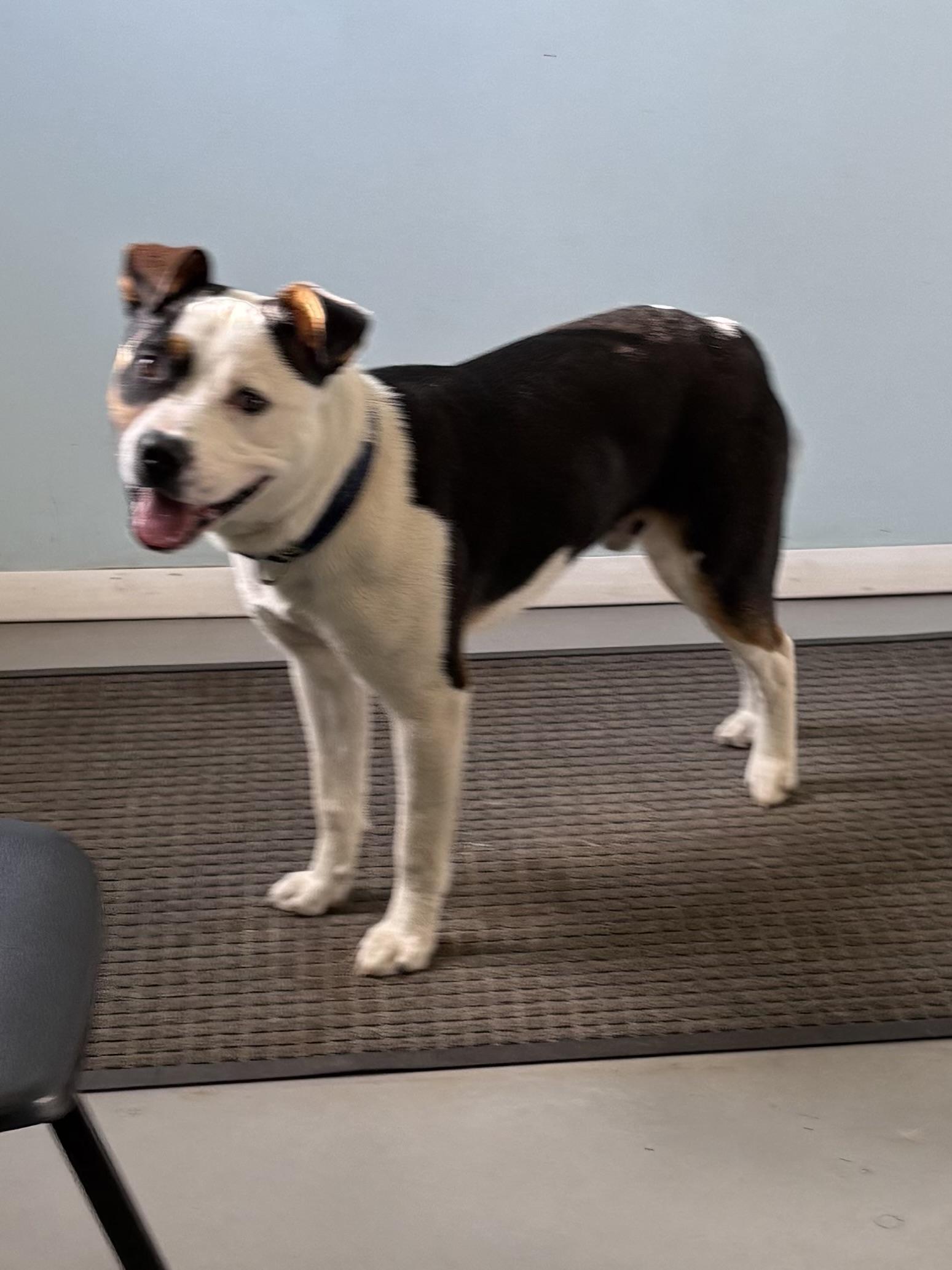 Enlarge Tim Tam, a ADOPTABLE Mixed Breed in Big Rapids, MI image 3/3
