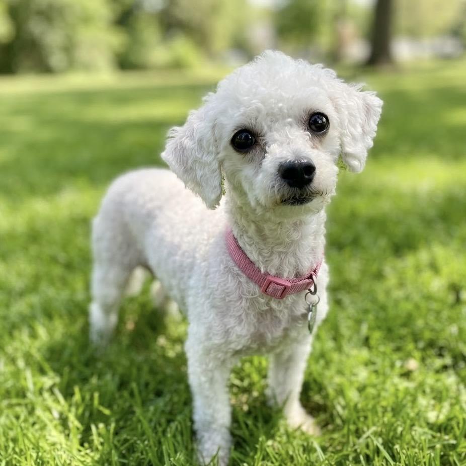 Pandora, Adoptable, Adult Female Miniature Poodle.