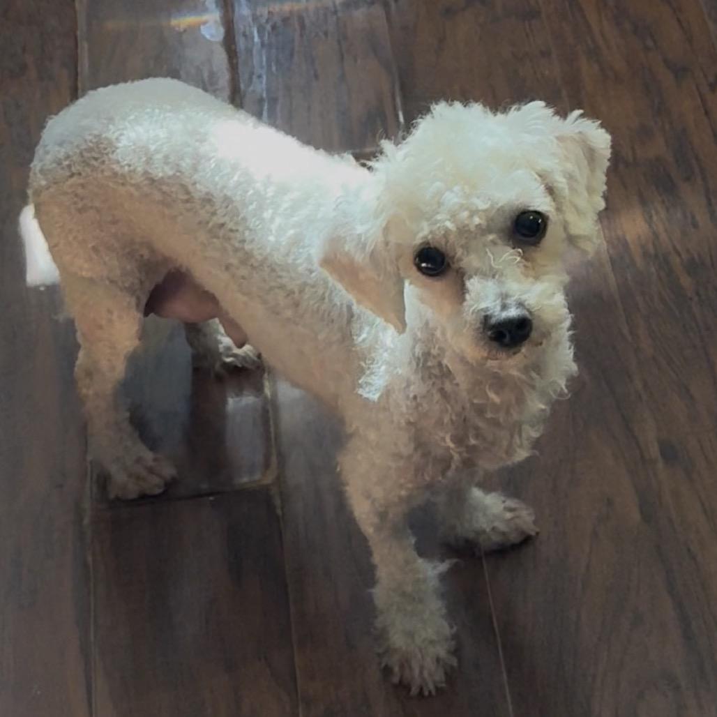 Enlarge Pandora, a Adoptable Miniature Poodle in Las Vegas, NV image 2/3