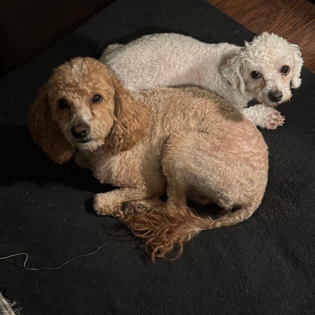 Enlarge Pandora, a Adoptable Miniature Poodle in Las Vegas, NV image 3/3