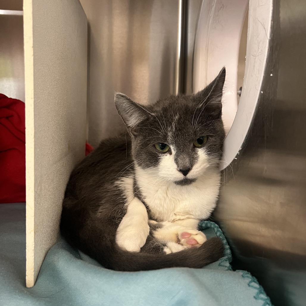 Bunny — thumbnail 2