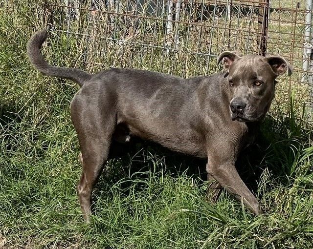 Enlarge Simon, a Adoptable Pit Bull Terrier in Seguin, TX image 2/2