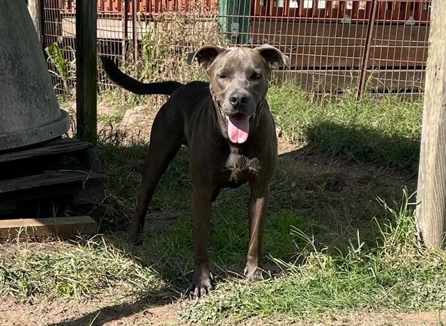 Enlarge Simon, a Adoptable Pit Bull Terrier in Seguin, TX image 1/2
