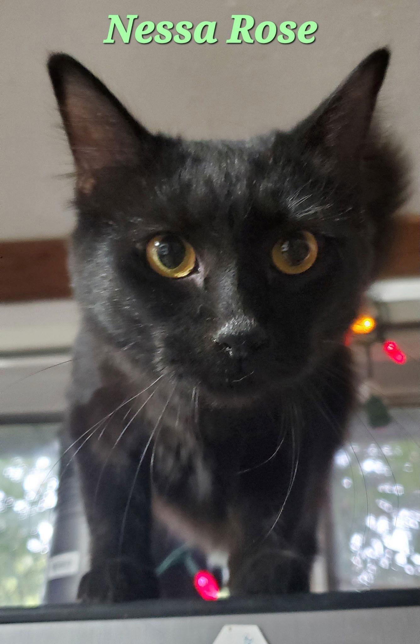 Enlarge Nessa Rose (& Elphaba), a Adopted Domestic Short Hair in Castro Valley, CA image 1/3