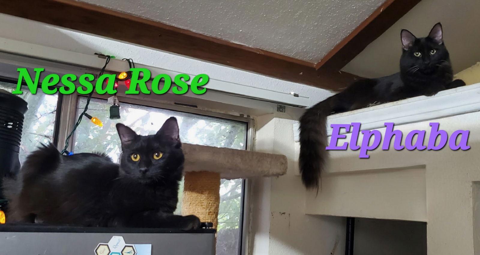 Enlarge Nessa Rose (& Elphaba), a Adopted Domestic Short Hair in Castro Valley, CA image 2/3