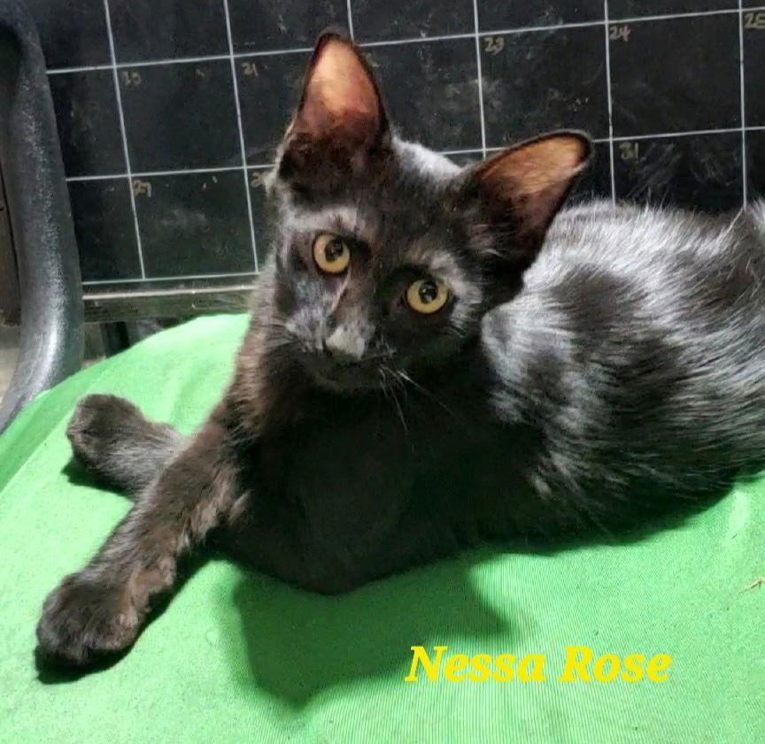 Enlarge Nessa Rose (& Elphaba), a Adopted Domestic Short Hair in Castro Valley, CA image 3/3
