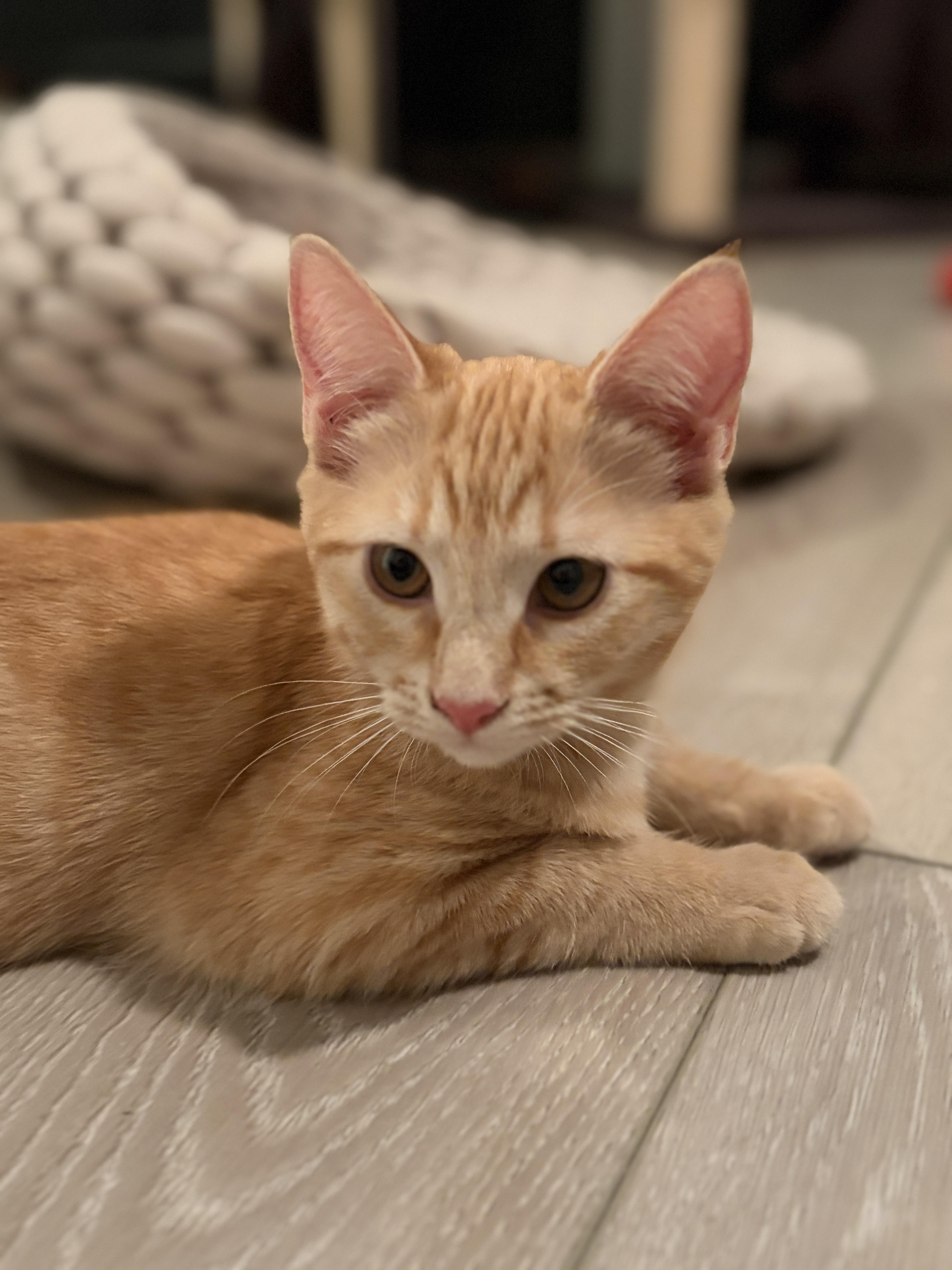 Summer, ADOPTABLE, Young Female Domestic Short Hair.