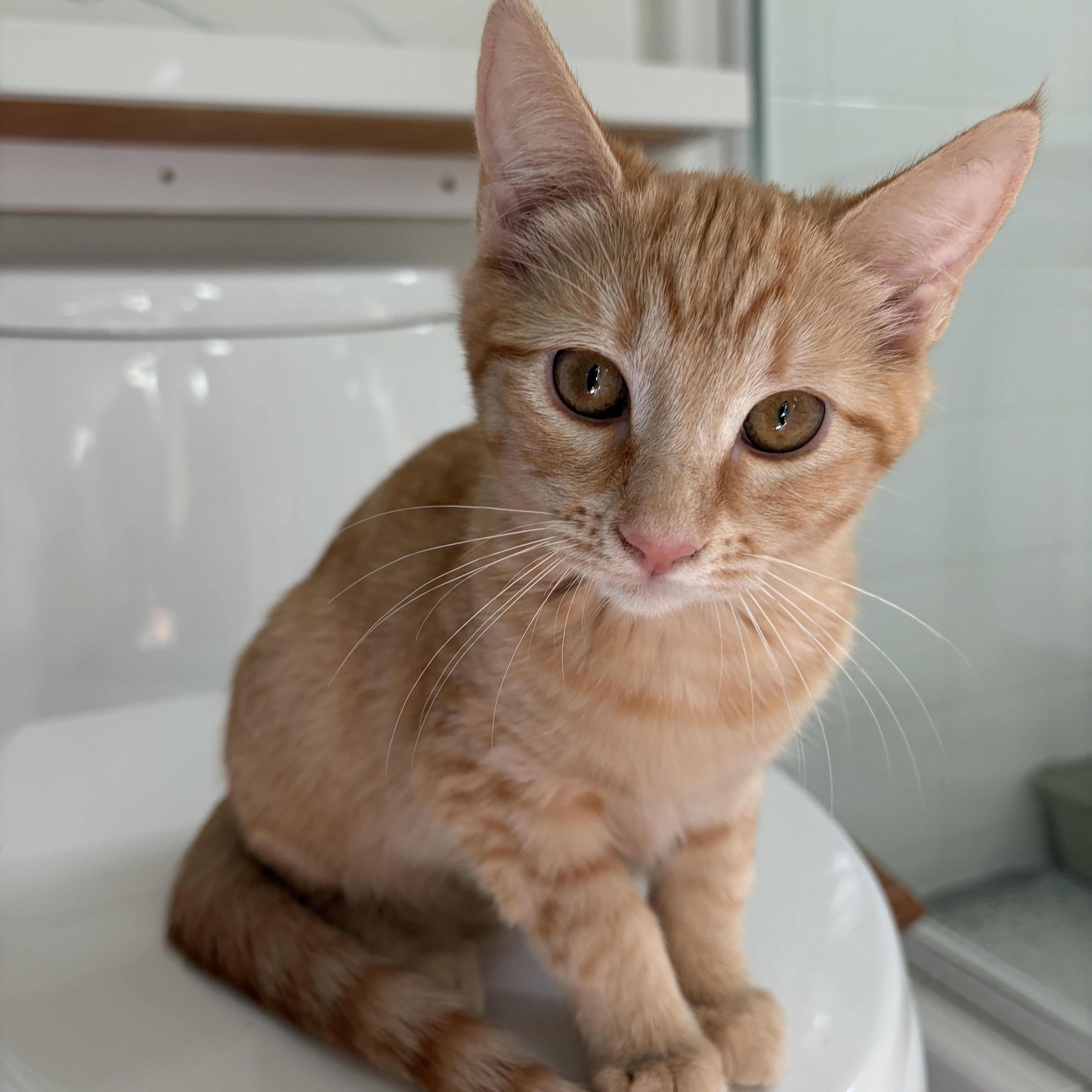 Summer, a ADOPTABLE Domestic Short Hair in Long Beach, CA image 2/4