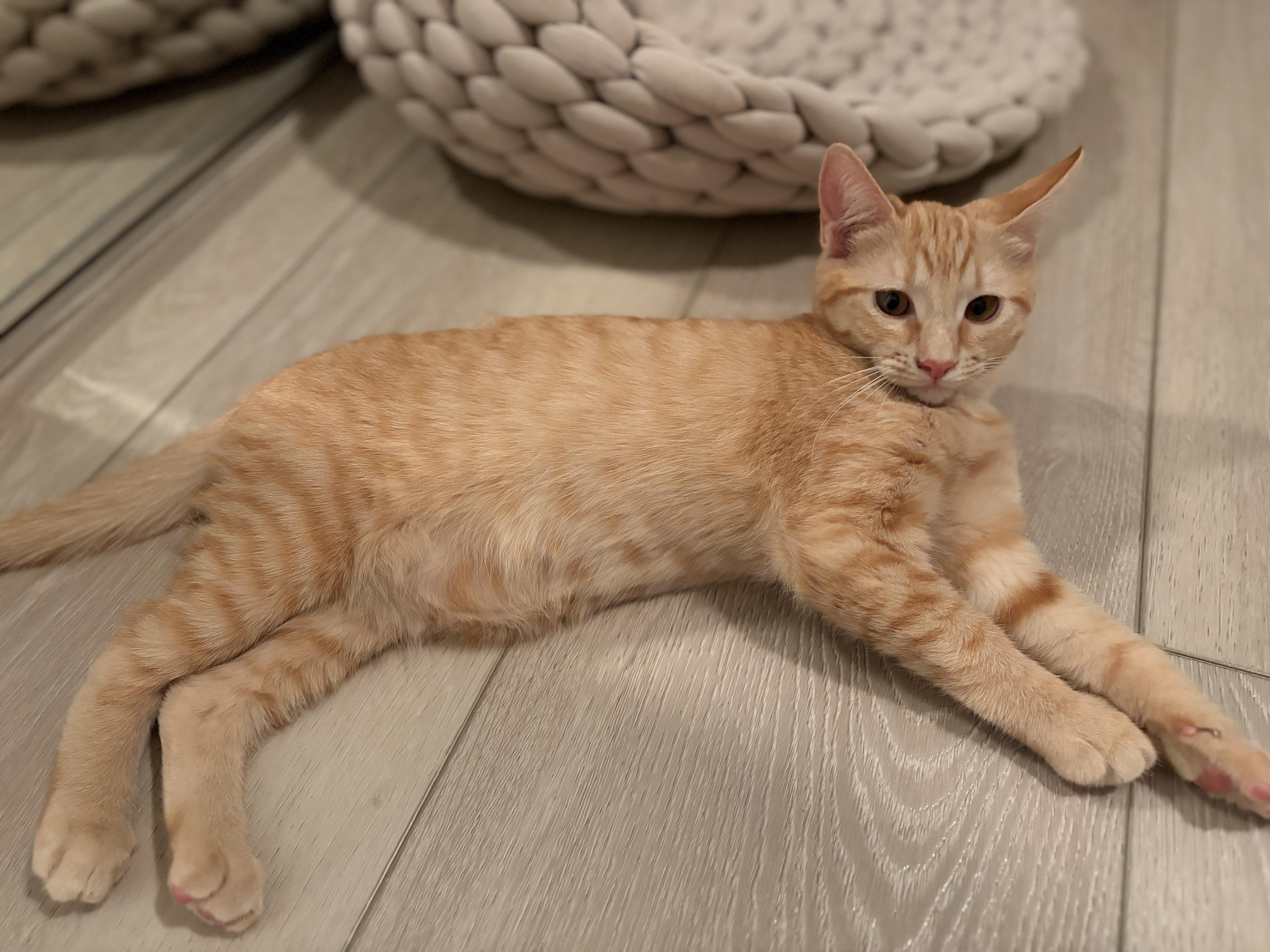 Summer, a ADOPTABLE Domestic Short Hair in Long Beach, CA image 4/4