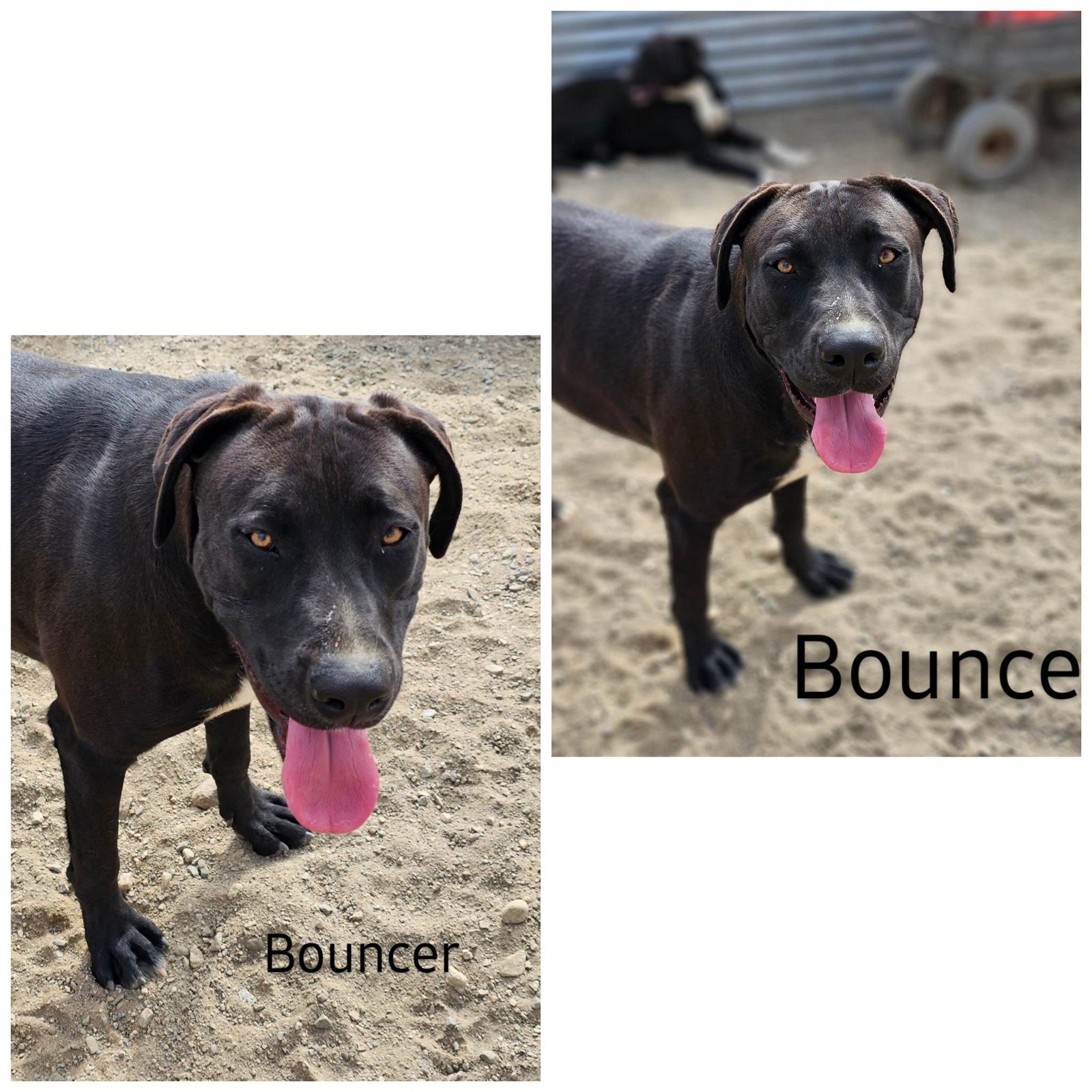 Enlarge Bouncer, a Adoptable mixed breed in Wrightwood, CA image 1/1