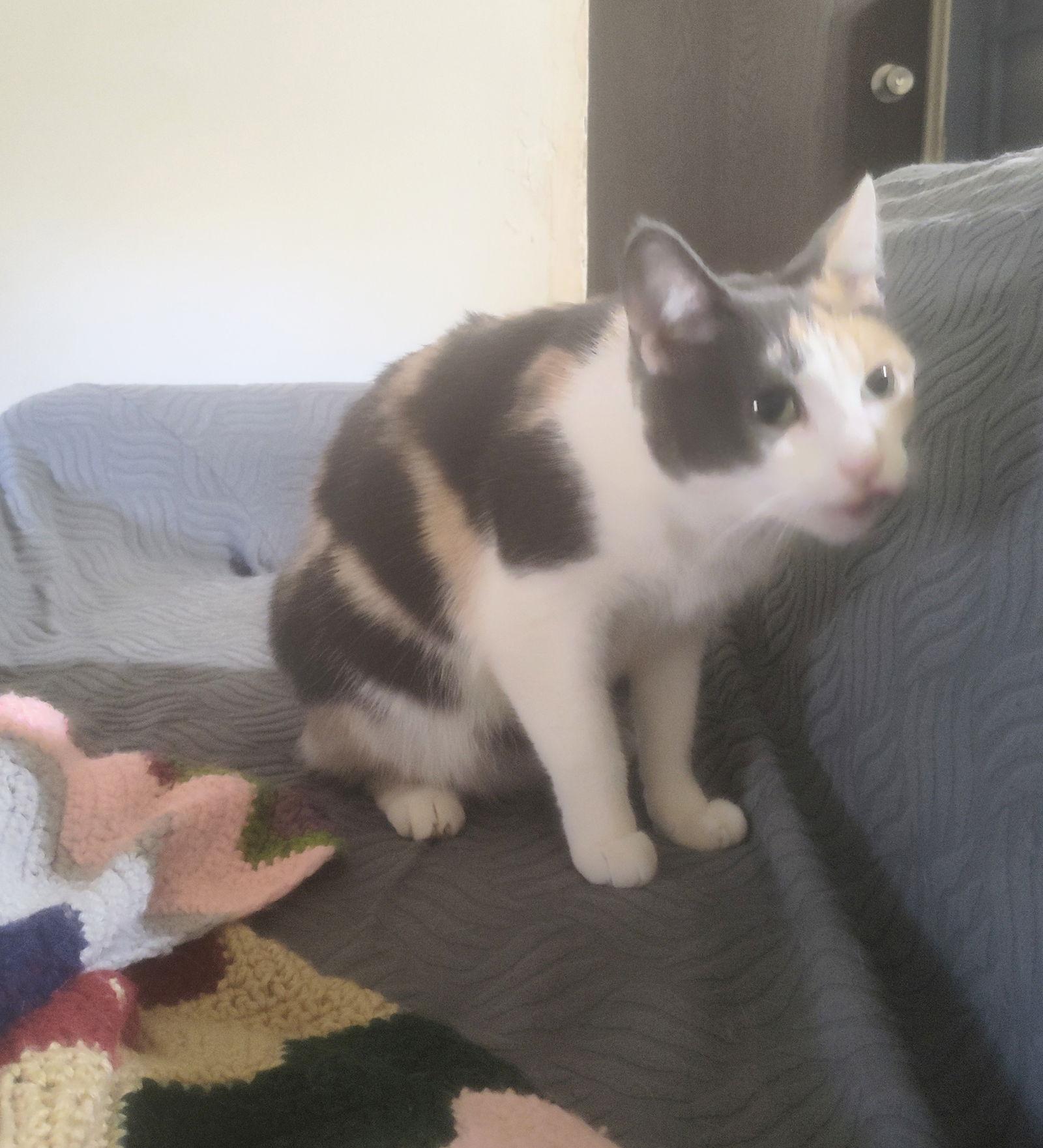 Calli, a Adopted Domestic Short Hair in Niles, MI image 1/3