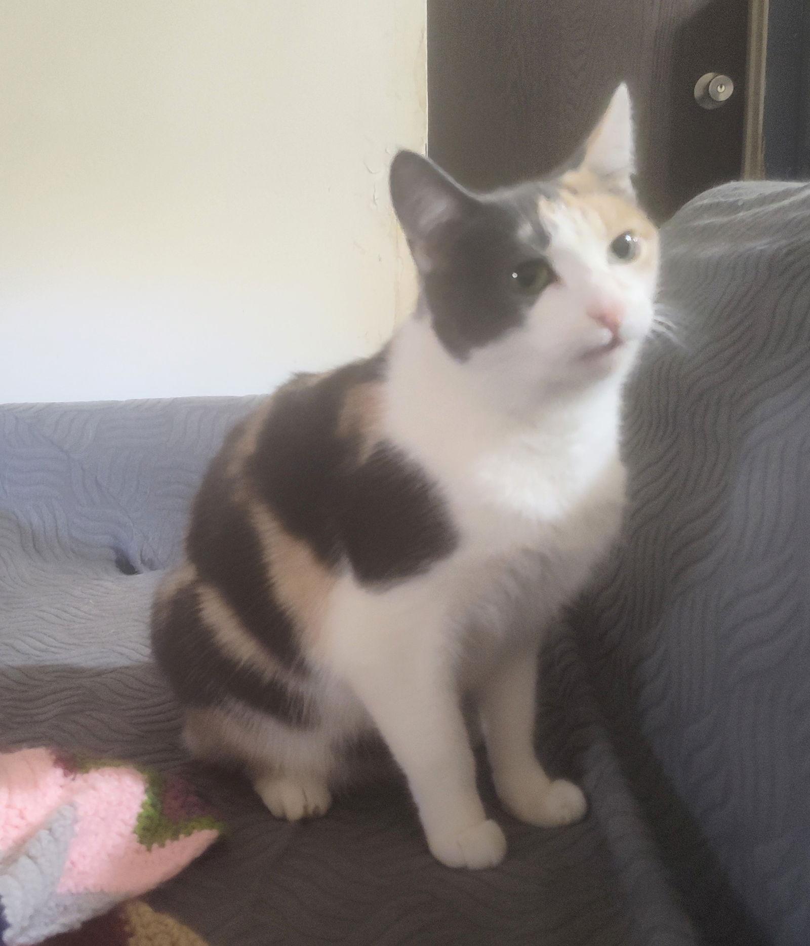 Calli, a Adopted Domestic Short Hair in Niles, MI image 2/3