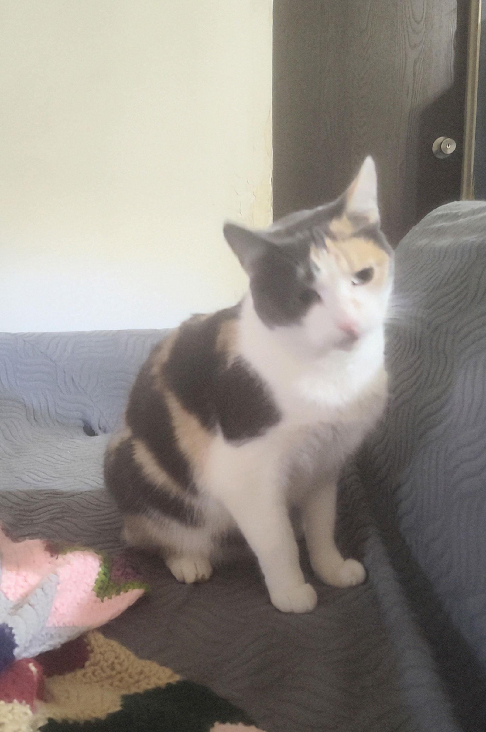 Calli, a Adopted Domestic Short Hair in Niles, MI image 3/3