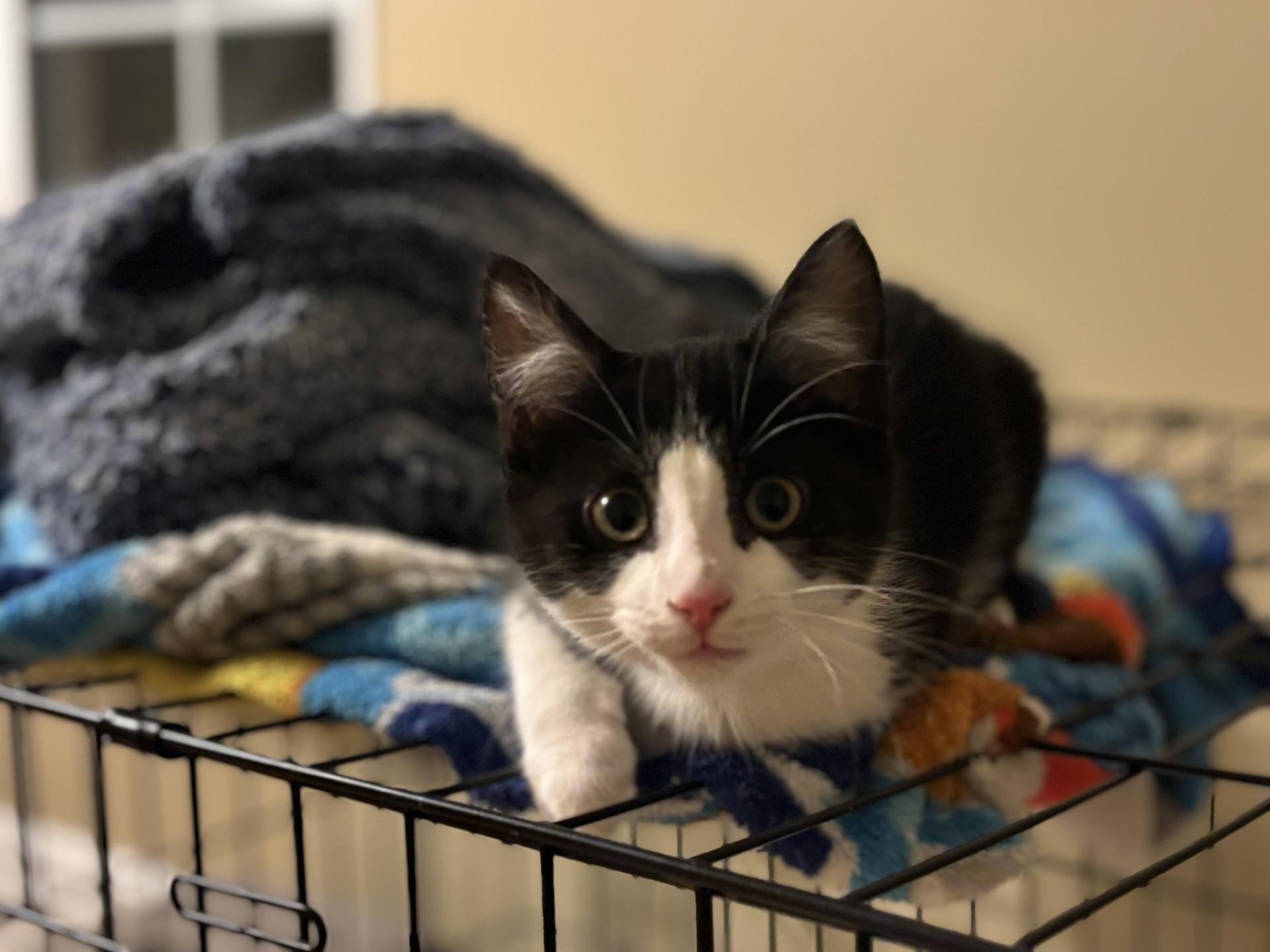 Pigeon (Lady), an adopted Domestic Short Hair in Ridgetown, ON image 2/3