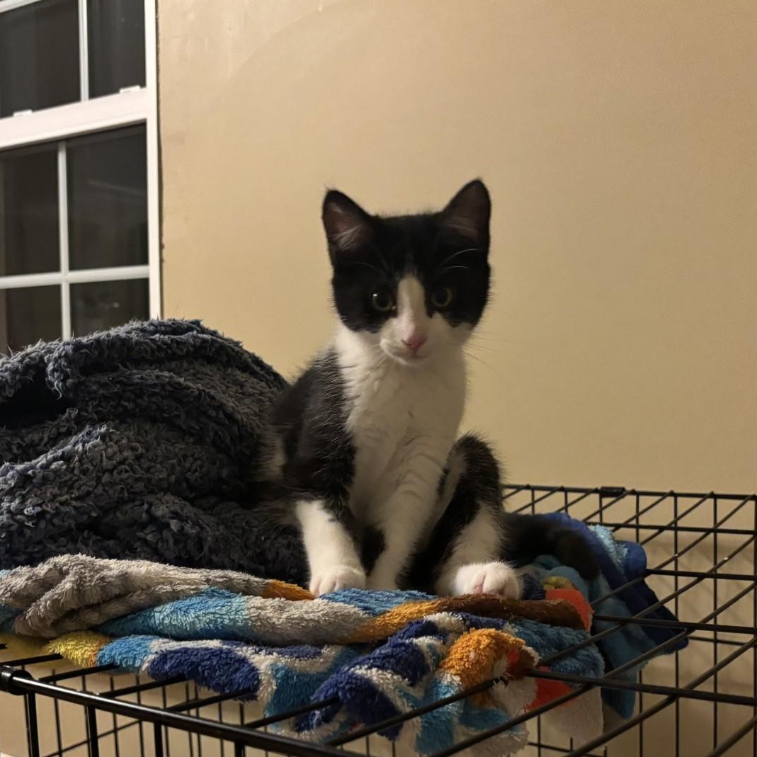 Pigeon (Lady), an adopted Domestic Short Hair in Ridgetown, ON image 3/3