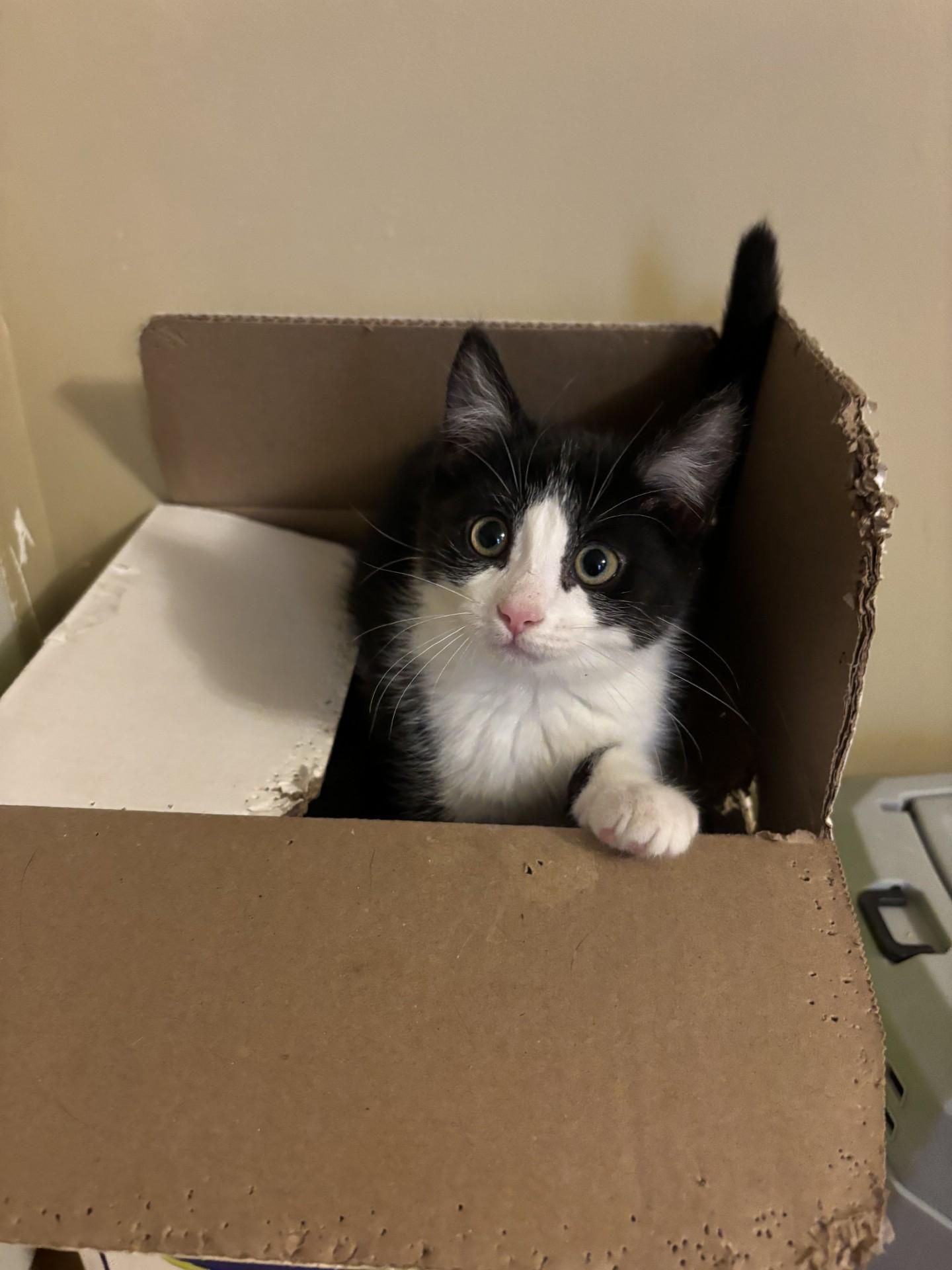 Pigeon (Lady), adopted, Kitten Female Domestic Short Hair.