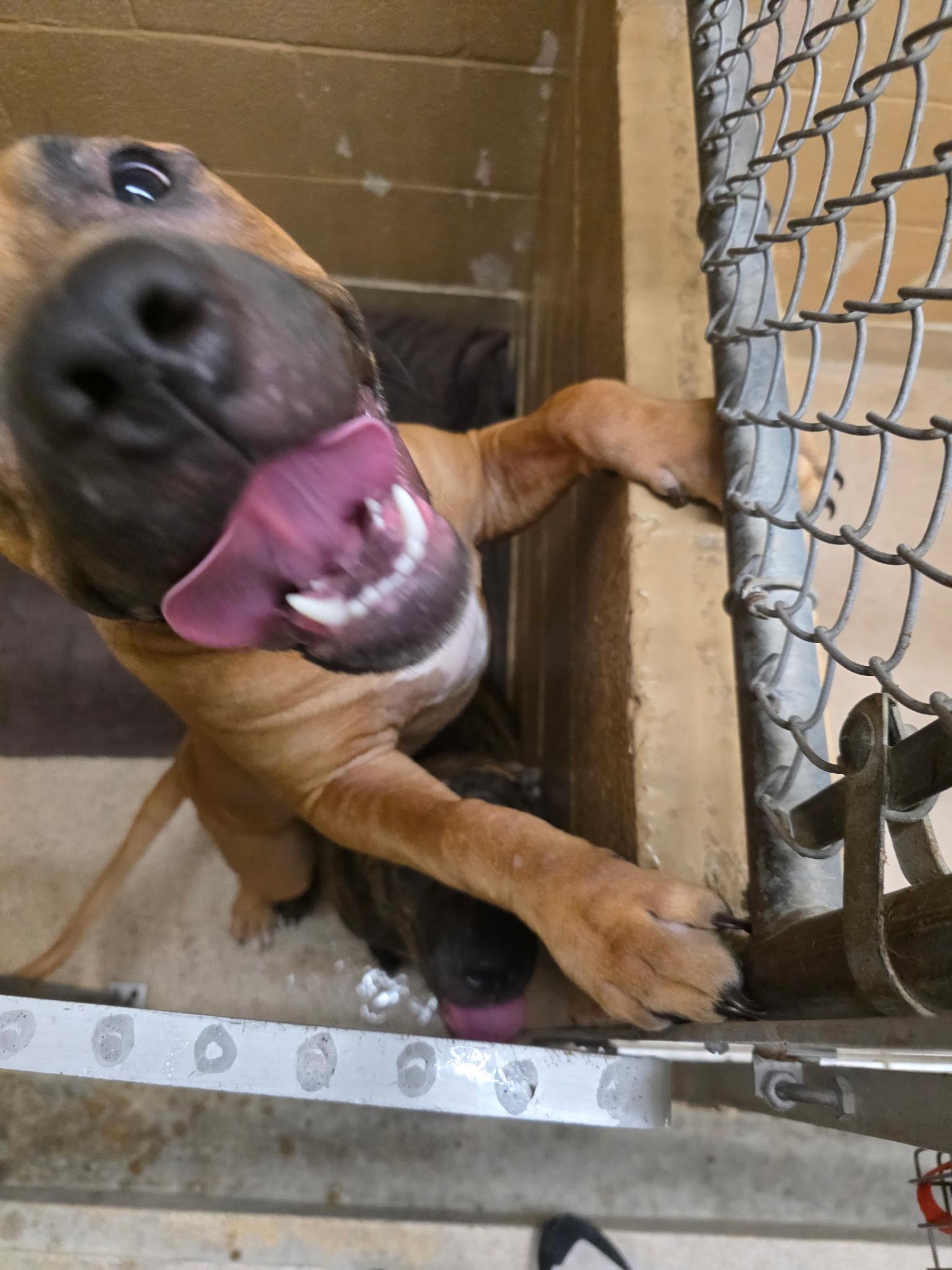 Enlarge John Cusack, a Adoptable Pit Bull Terrier in Lincoln Park, NJ image 1/6