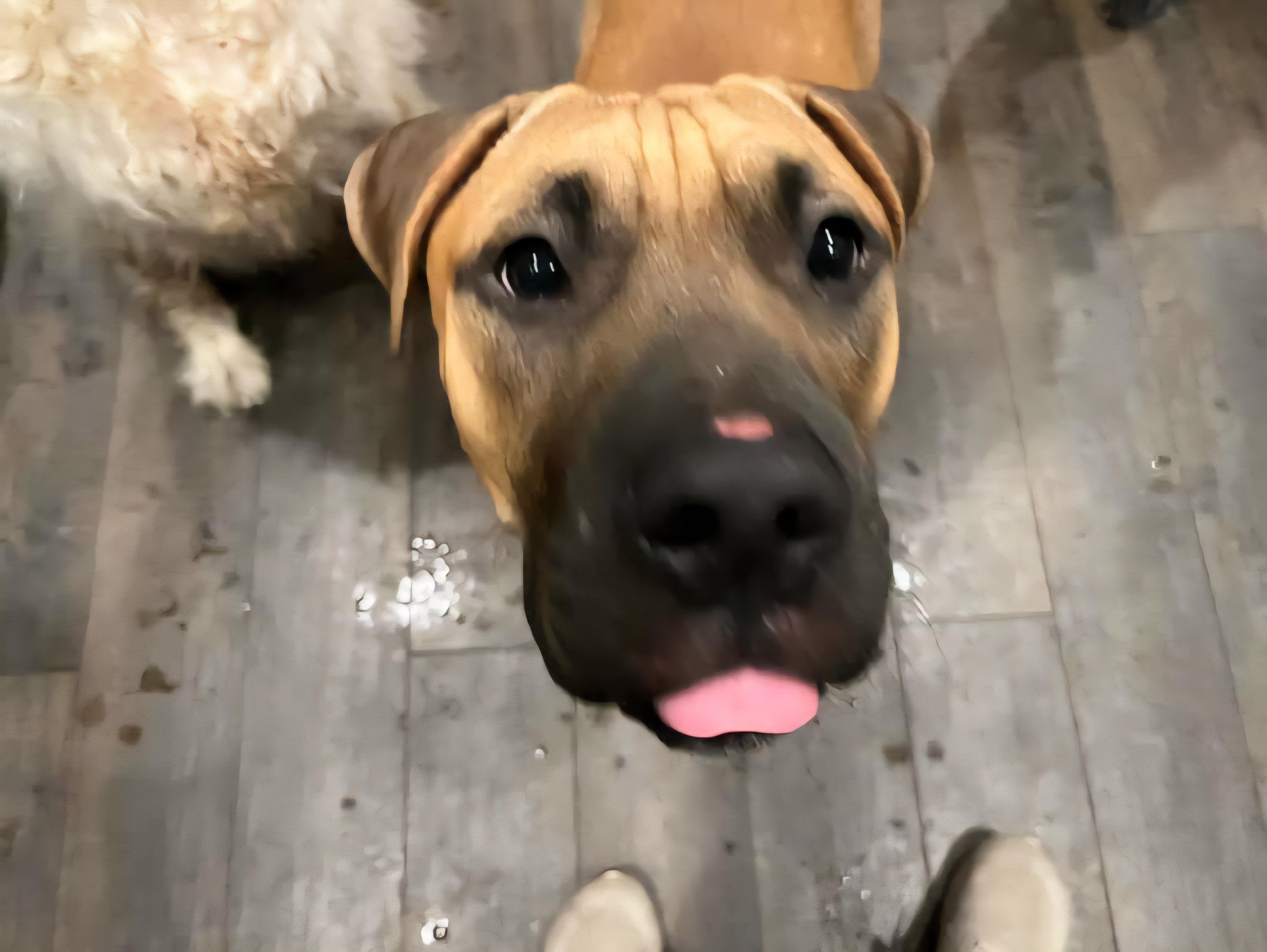 Enlarge John Cusack, a Adoptable Pit Bull Terrier in Lincoln Park, NJ image 2/6