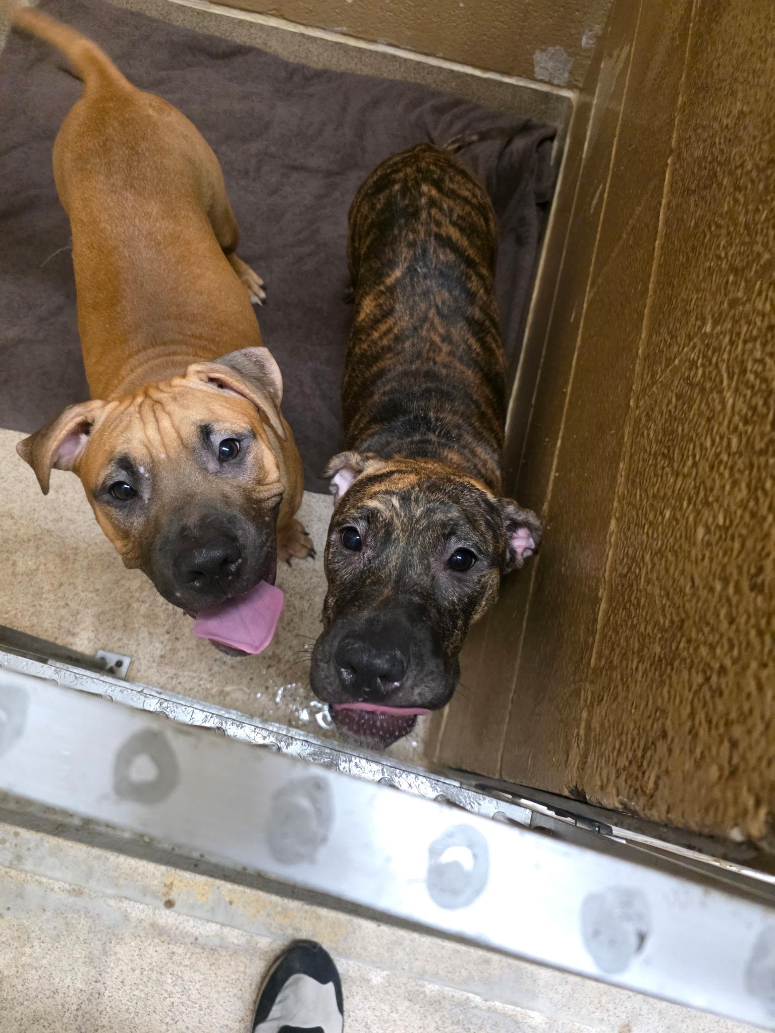 Enlarge John Cusack, a Adoptable Pit Bull Terrier in Lincoln Park, NJ image 3/6