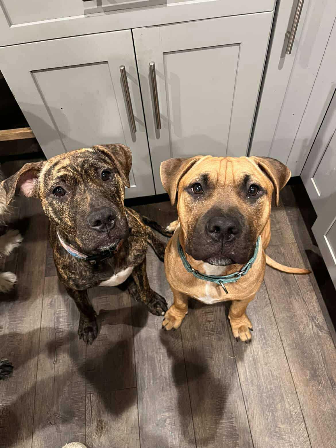 Enlarge John Cusack, a Adoptable Pit Bull Terrier in Lincoln Park, NJ image 4/6