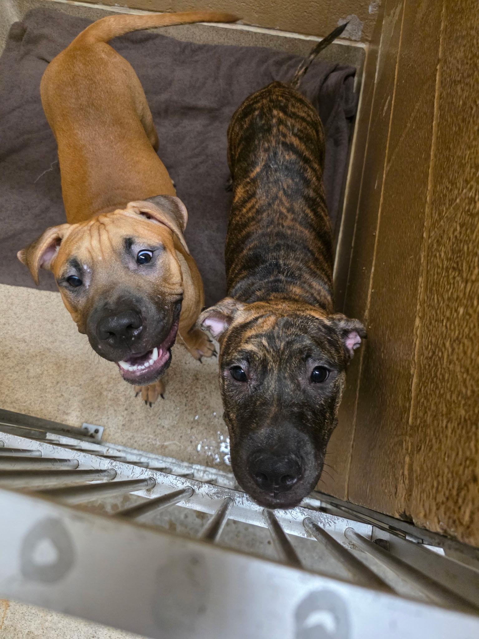 Enlarge John Cusack, a Adoptable Pit Bull Terrier in Lincoln Park, NJ image 5/6