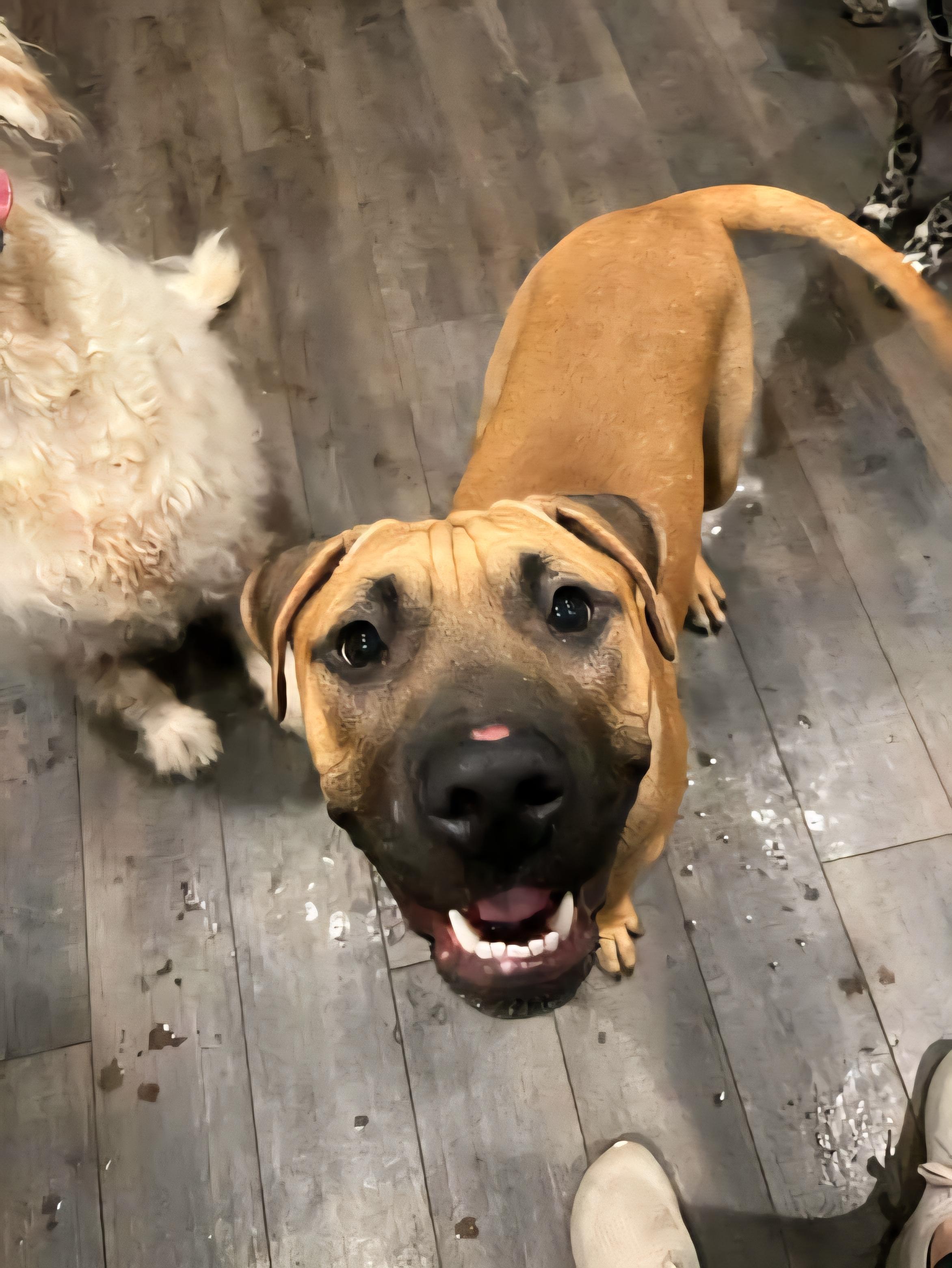 Enlarge John Cusack, a Adoptable Pit Bull Terrier in Lincoln Park, NJ image 6/6