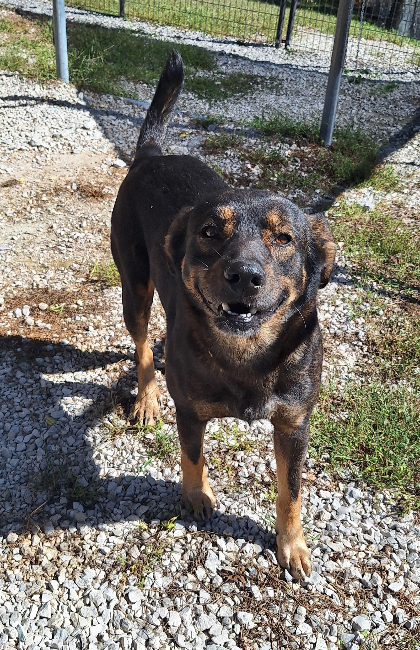 Enlarge Reuben, a Adoptable mixed breed in Clay City, KY image 4/5