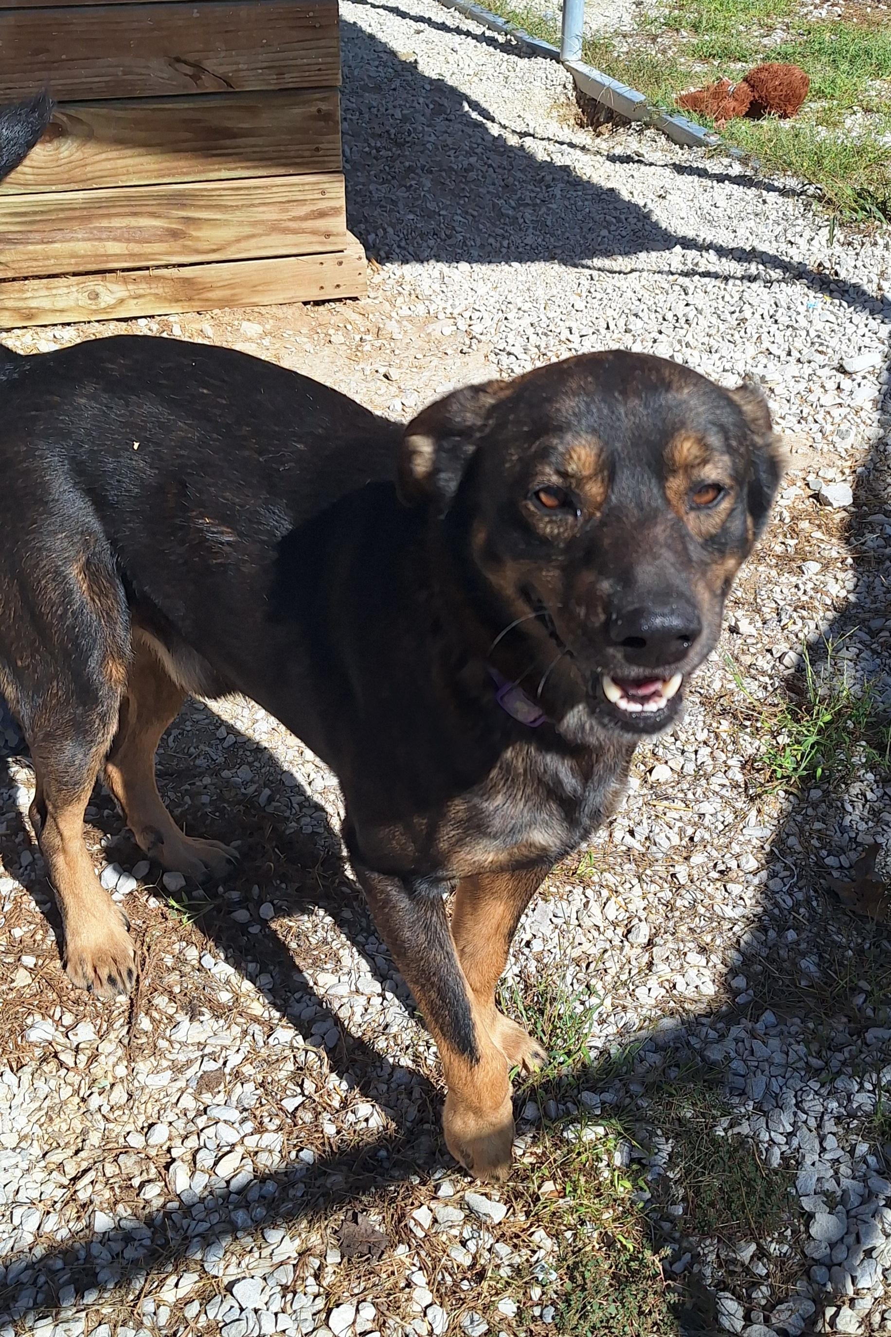 Enlarge Reuben, a Adoptable mixed breed in Clay City, KY image 1/5