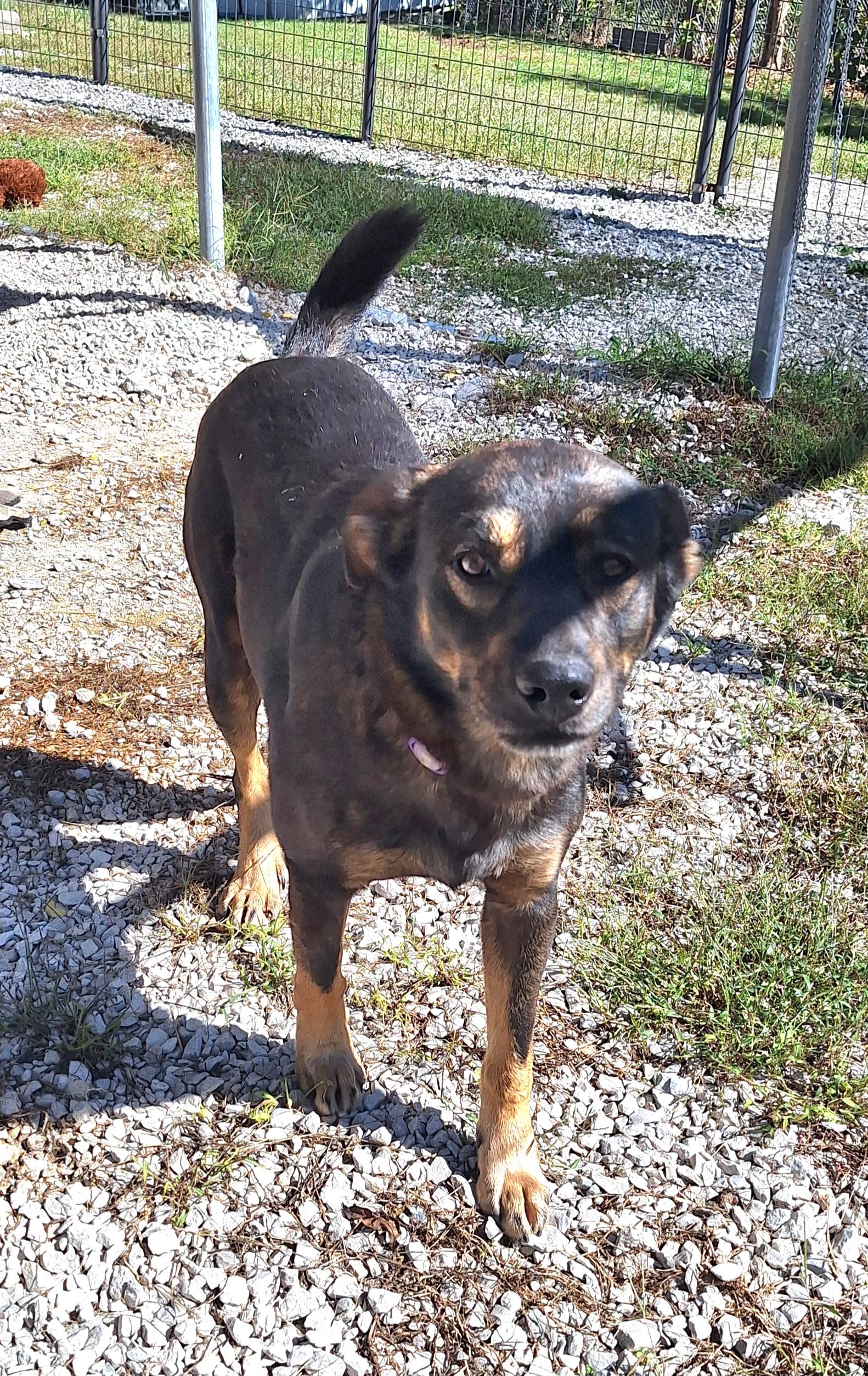 Enlarge Reuben, a Adoptable mixed breed in Clay City, KY image 5/5