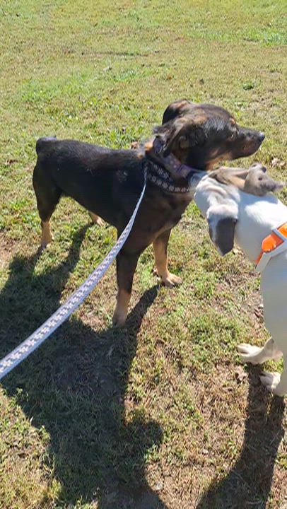 Enlarge Reuben, a Adoptable mixed breed in Clay City, KY video 3/5