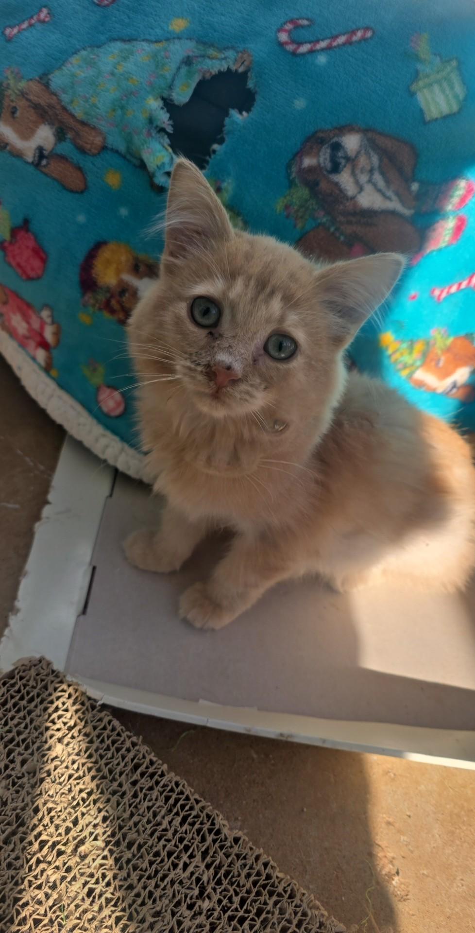 Ramos, Adoptable, Young Male Domestic Long Hair.