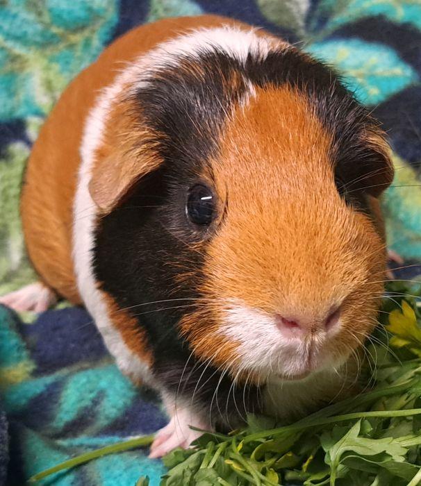 Emerald , an adoptable Short-Haired in Gary, IN image 1/3